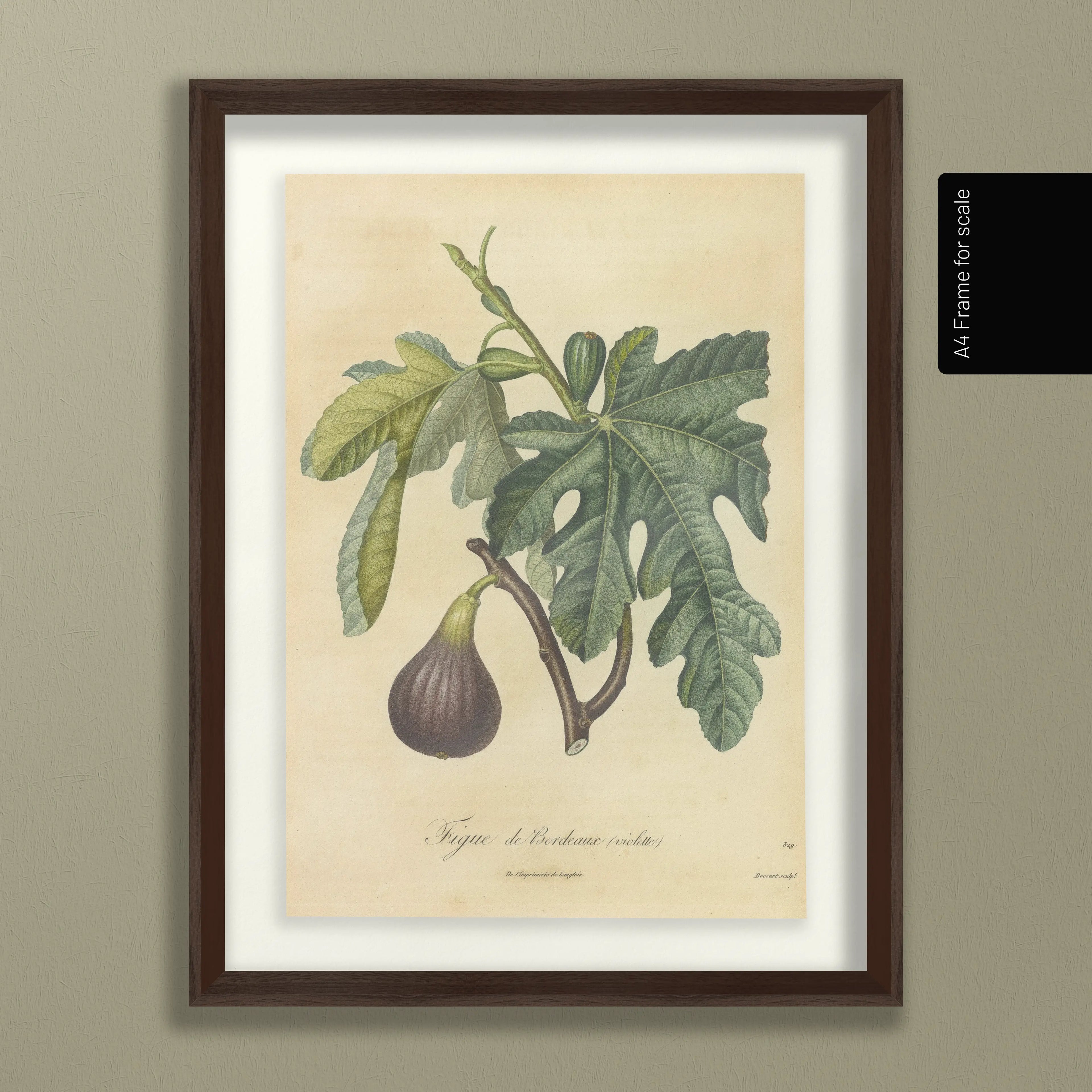 Fruits & Vegetables: Plate No. 15