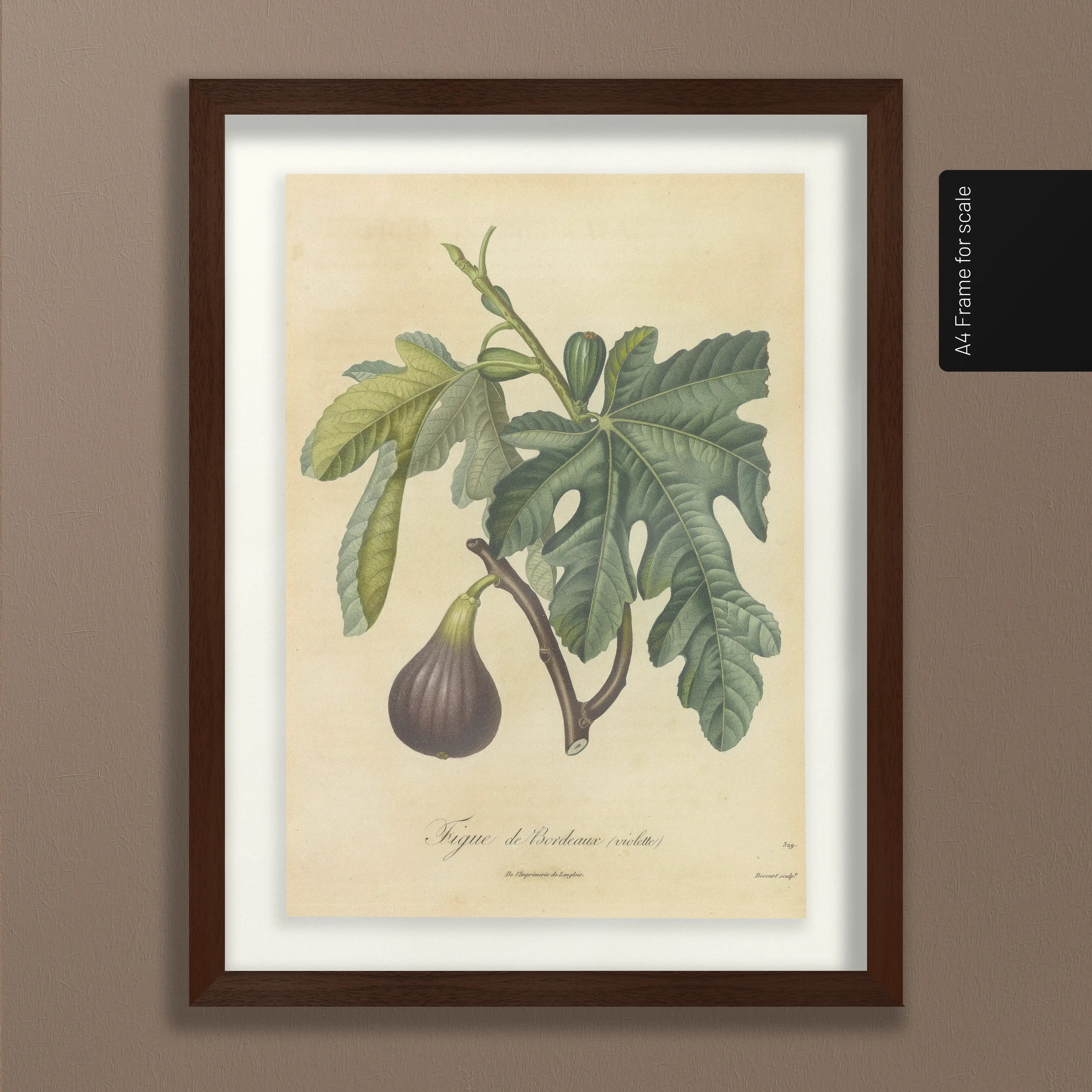 Fruits & Vegetables: Plate No. 15