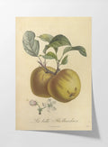 Fruits & Vegetables: Plate No. 16