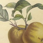 Fruits & Vegetables: Plate No. 16