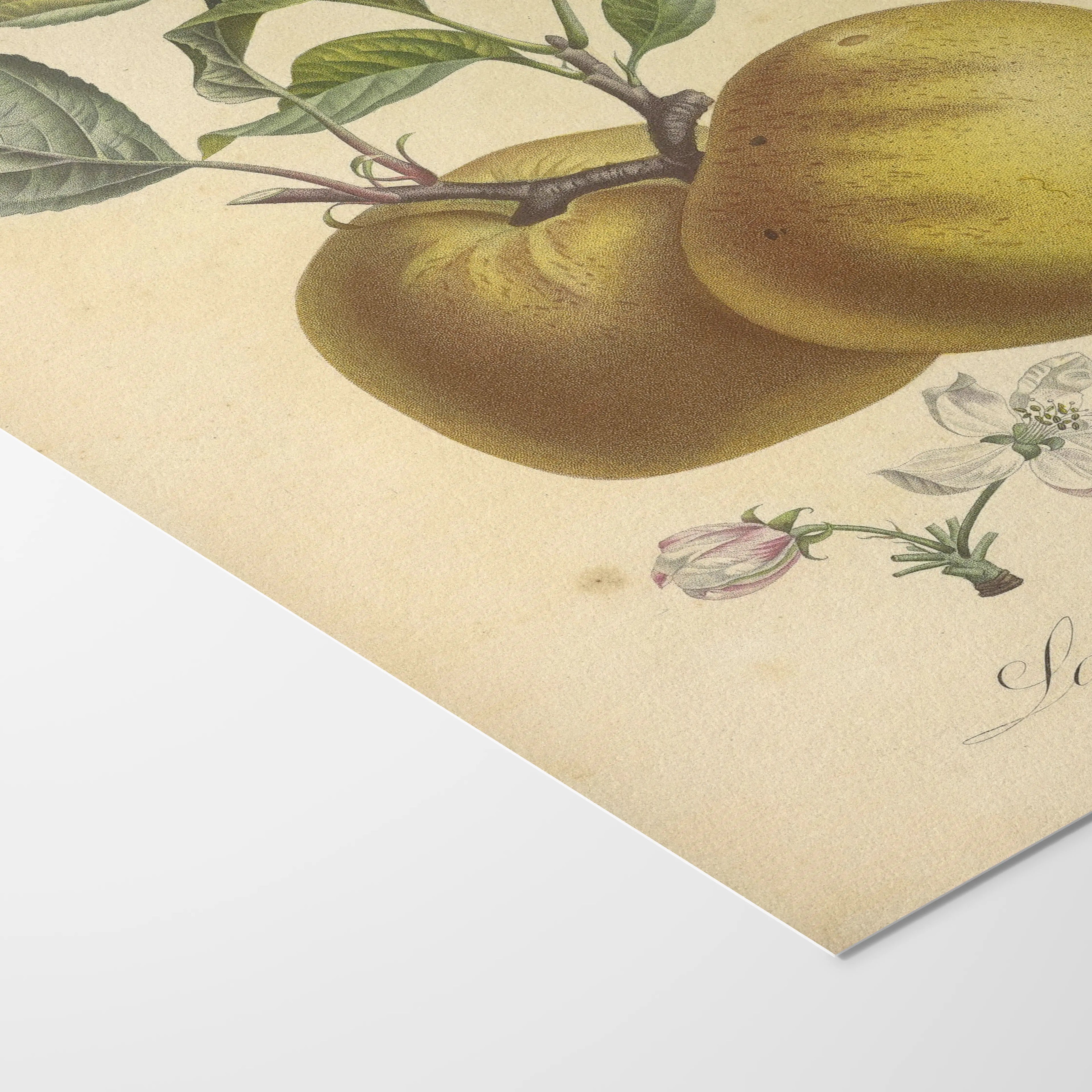 Fruits & Vegetables: Plate No. 16