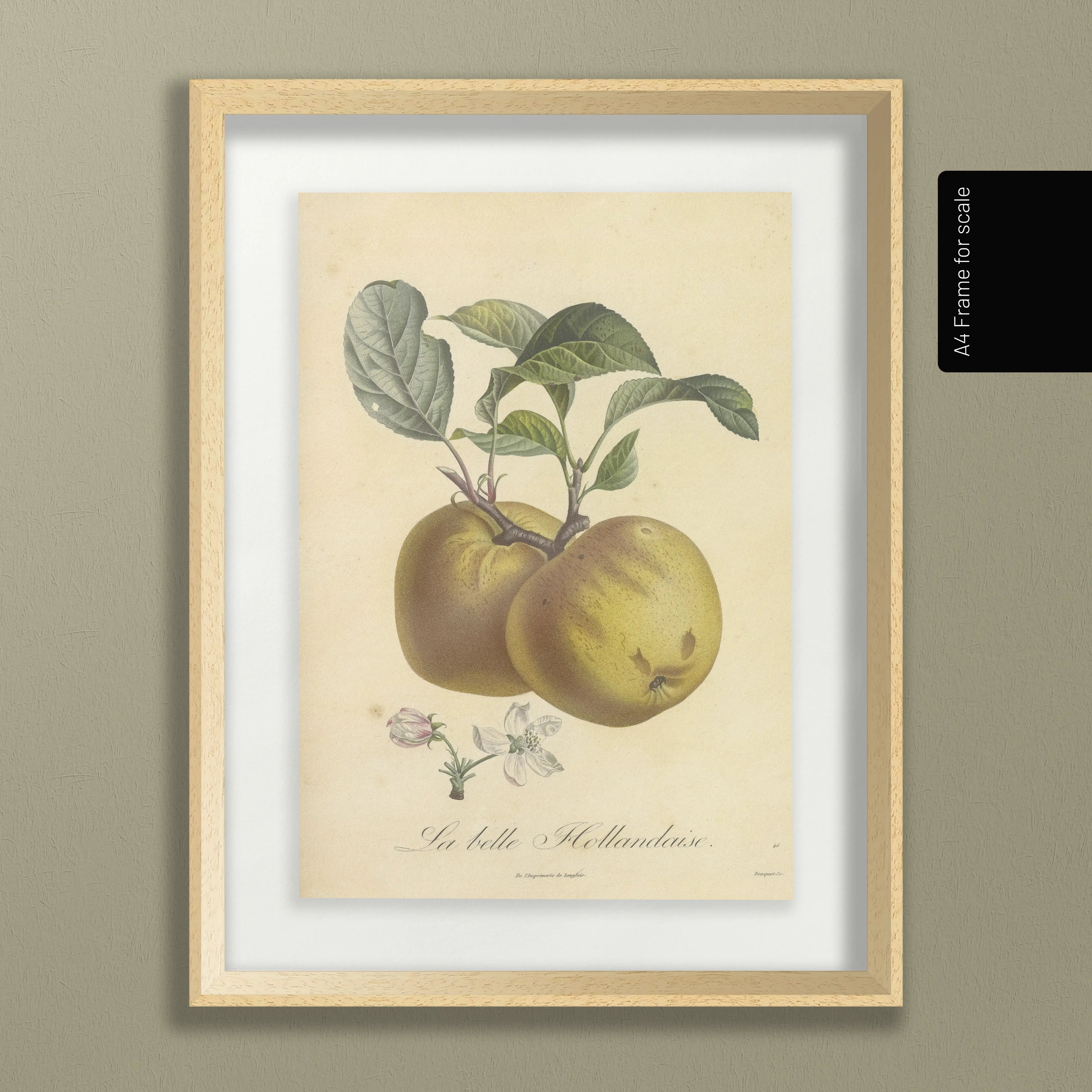 Fruits & Vegetables: Plate No. 16