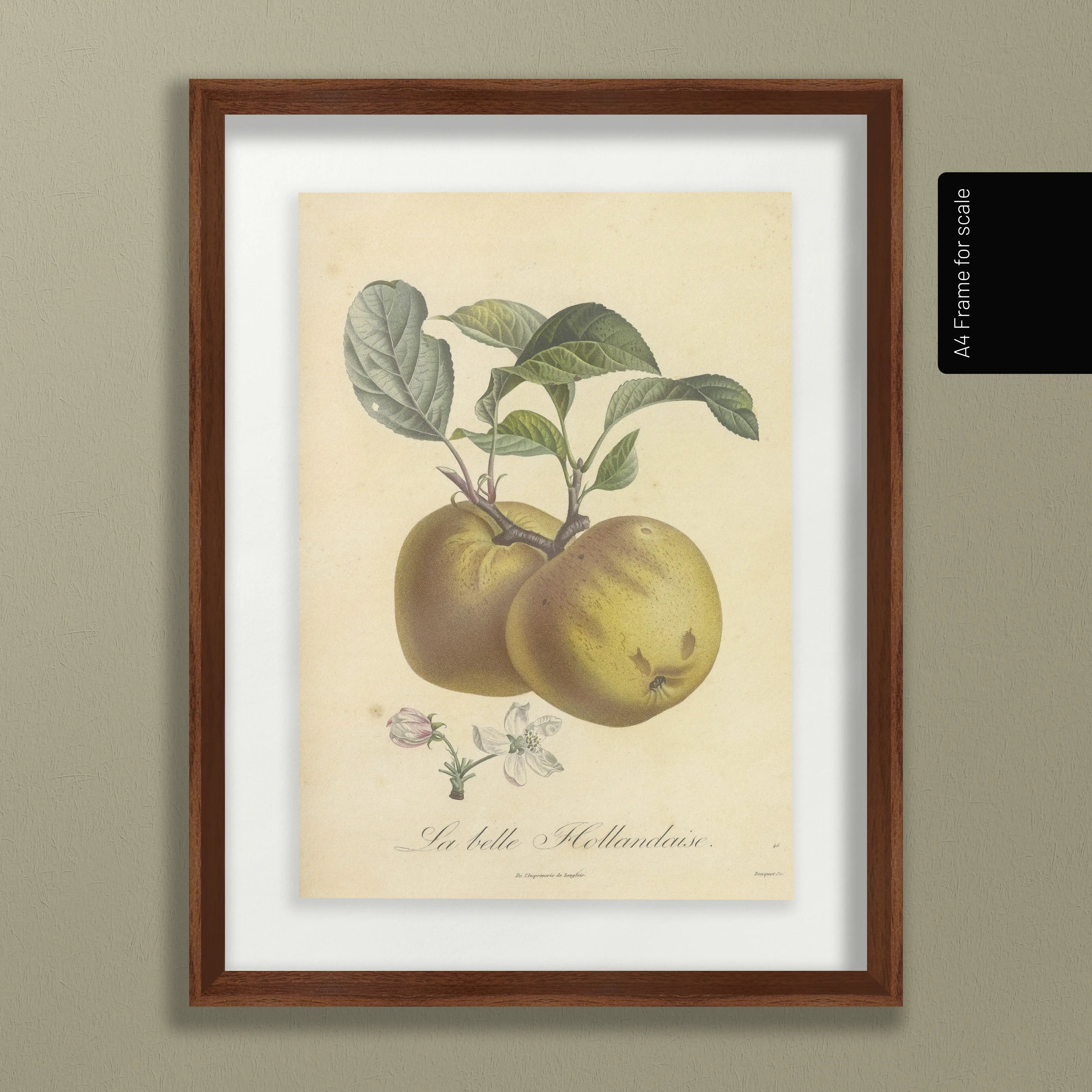 Fruits & Vegetables: Plate No. 16