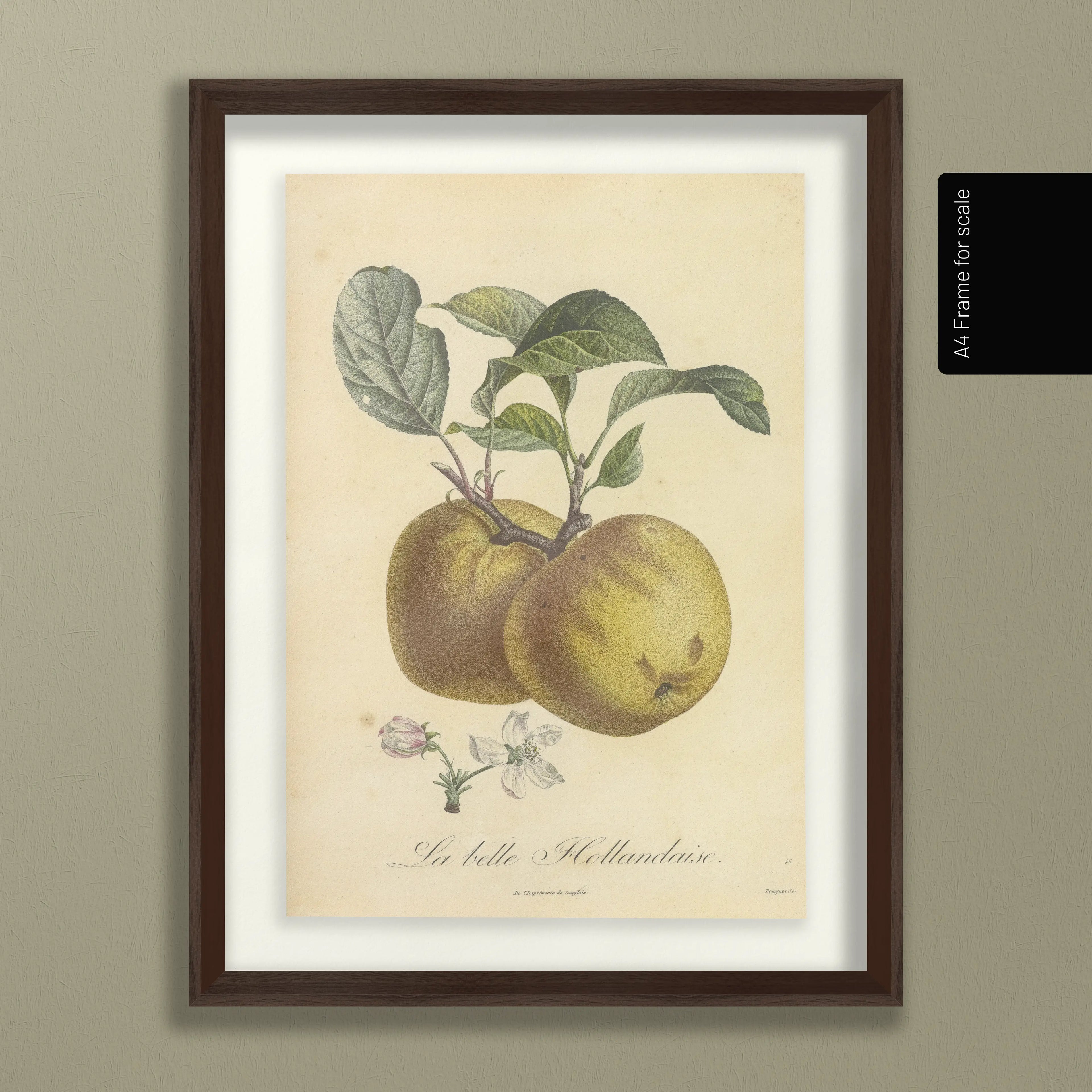 Fruits & Vegetables: Plate No. 16