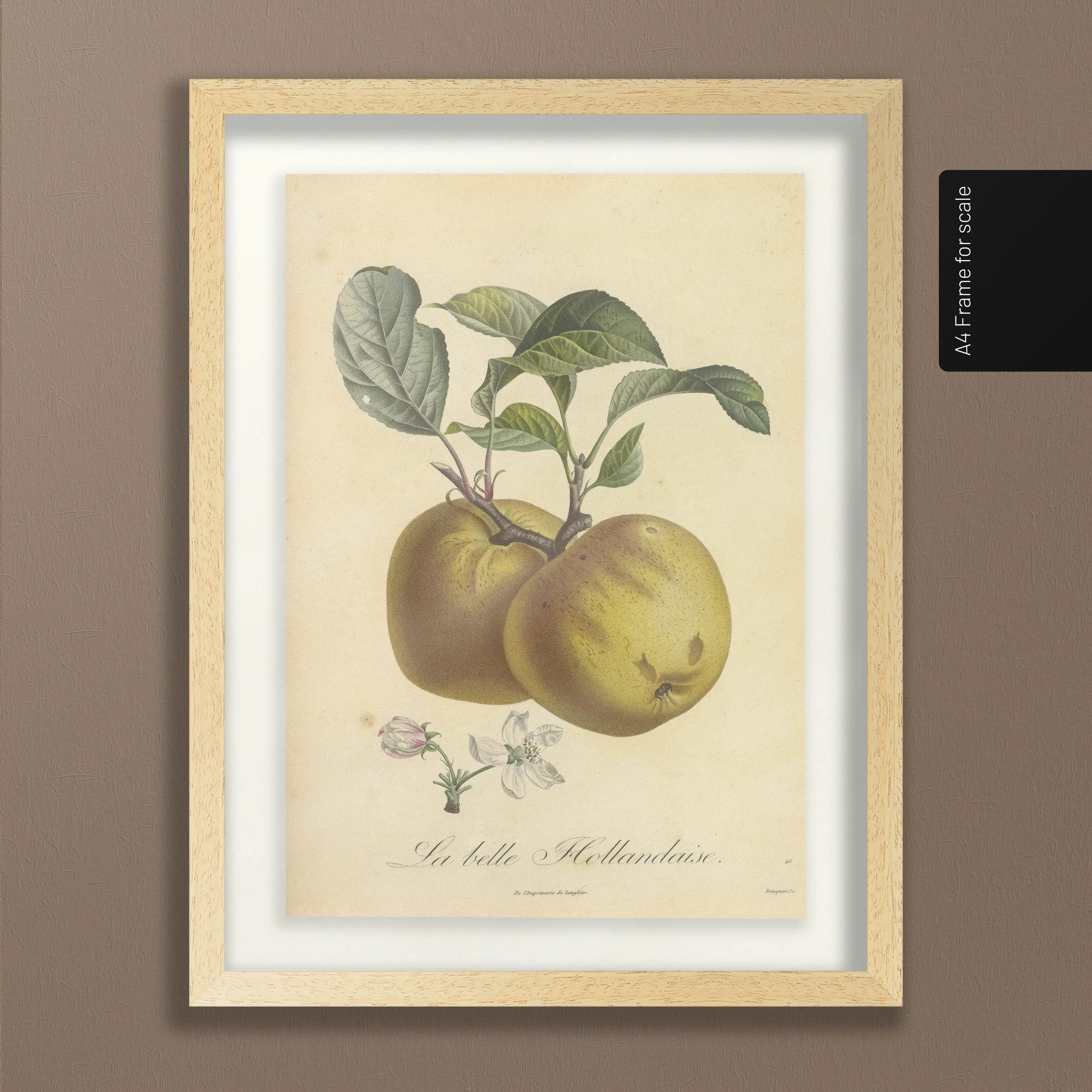 Fruits & Vegetables: Plate No. 16