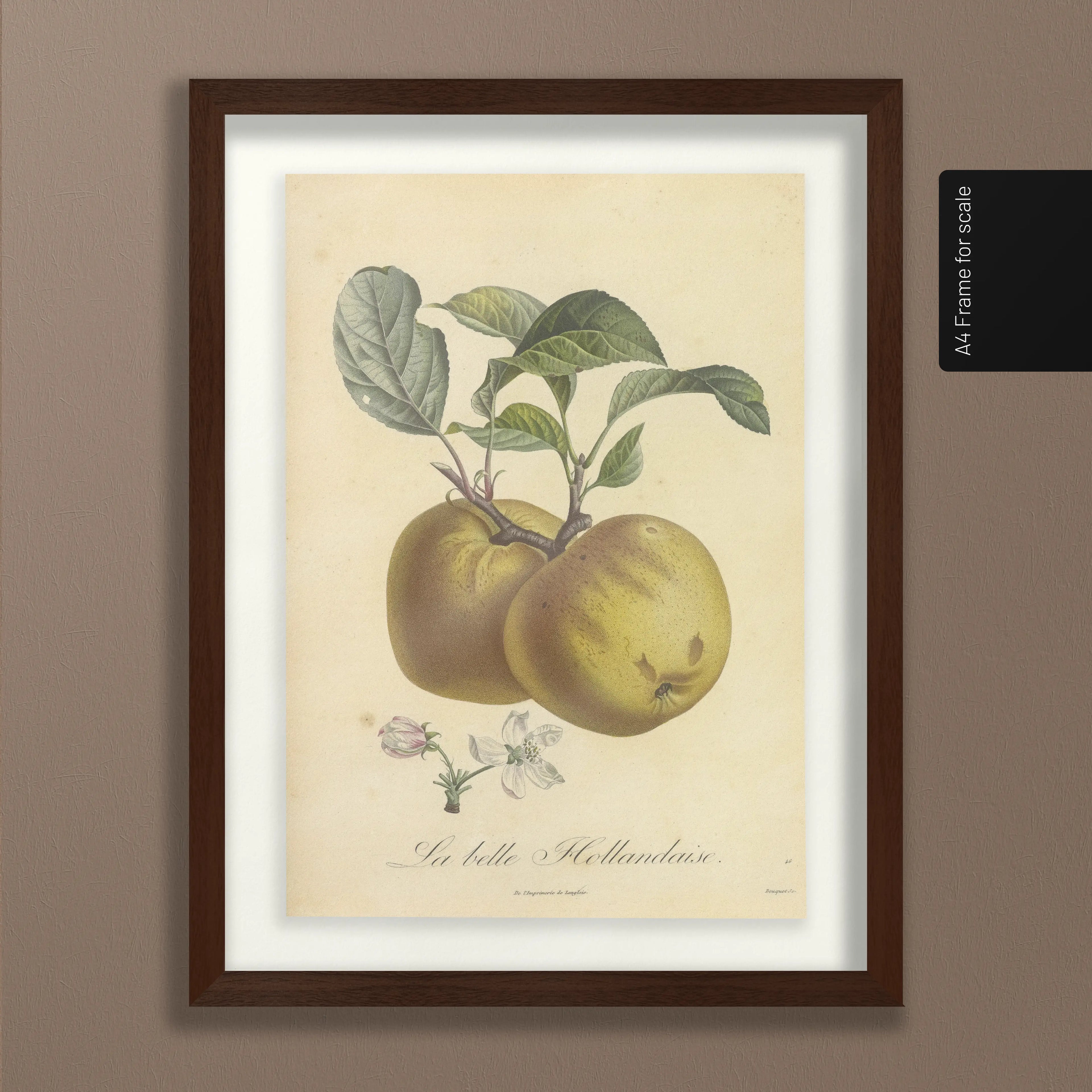 Fruits & Vegetables: Plate No. 16