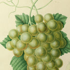 Fruits & Vegetables: Plate No. 20