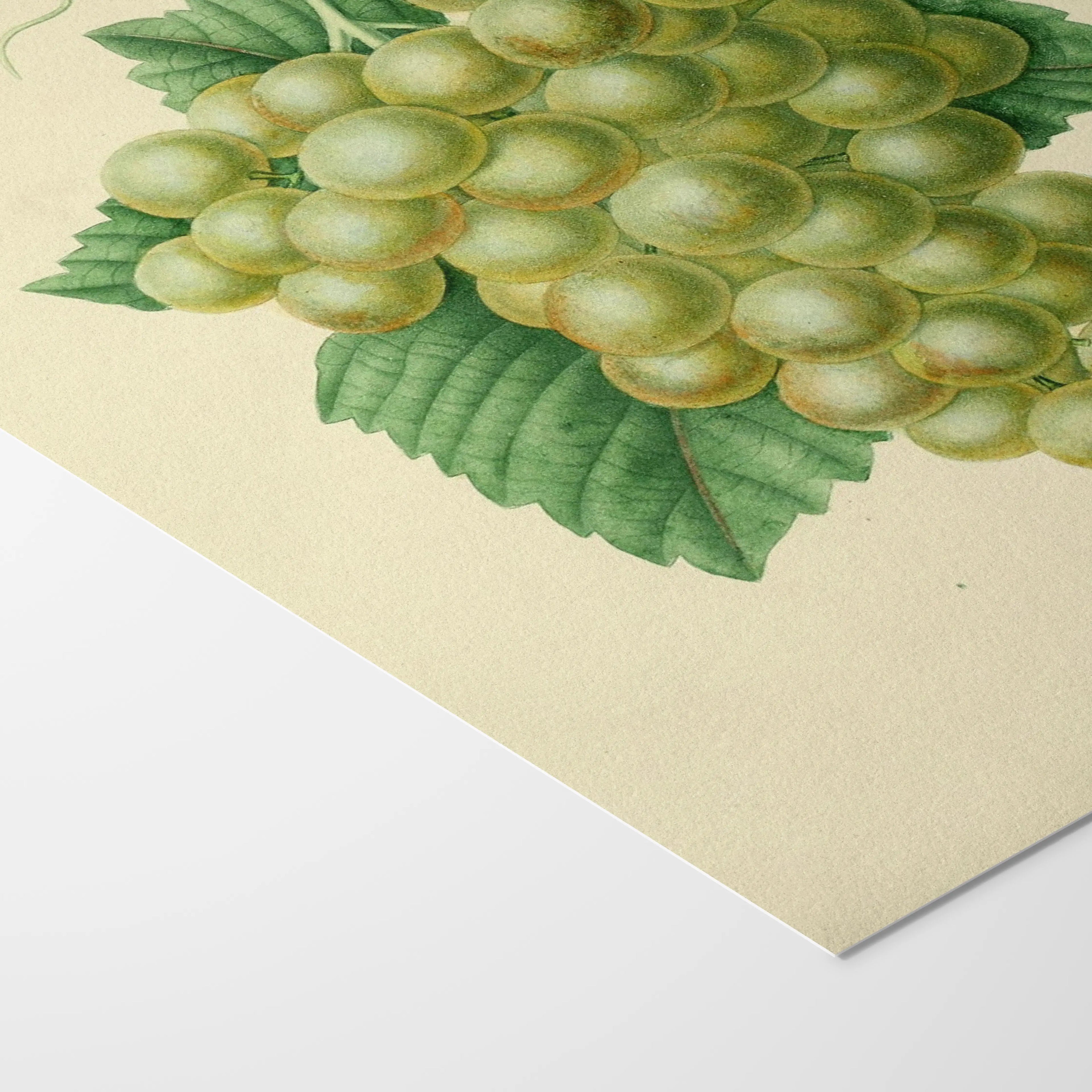 Fruits & Vegetables: Plate No. 20