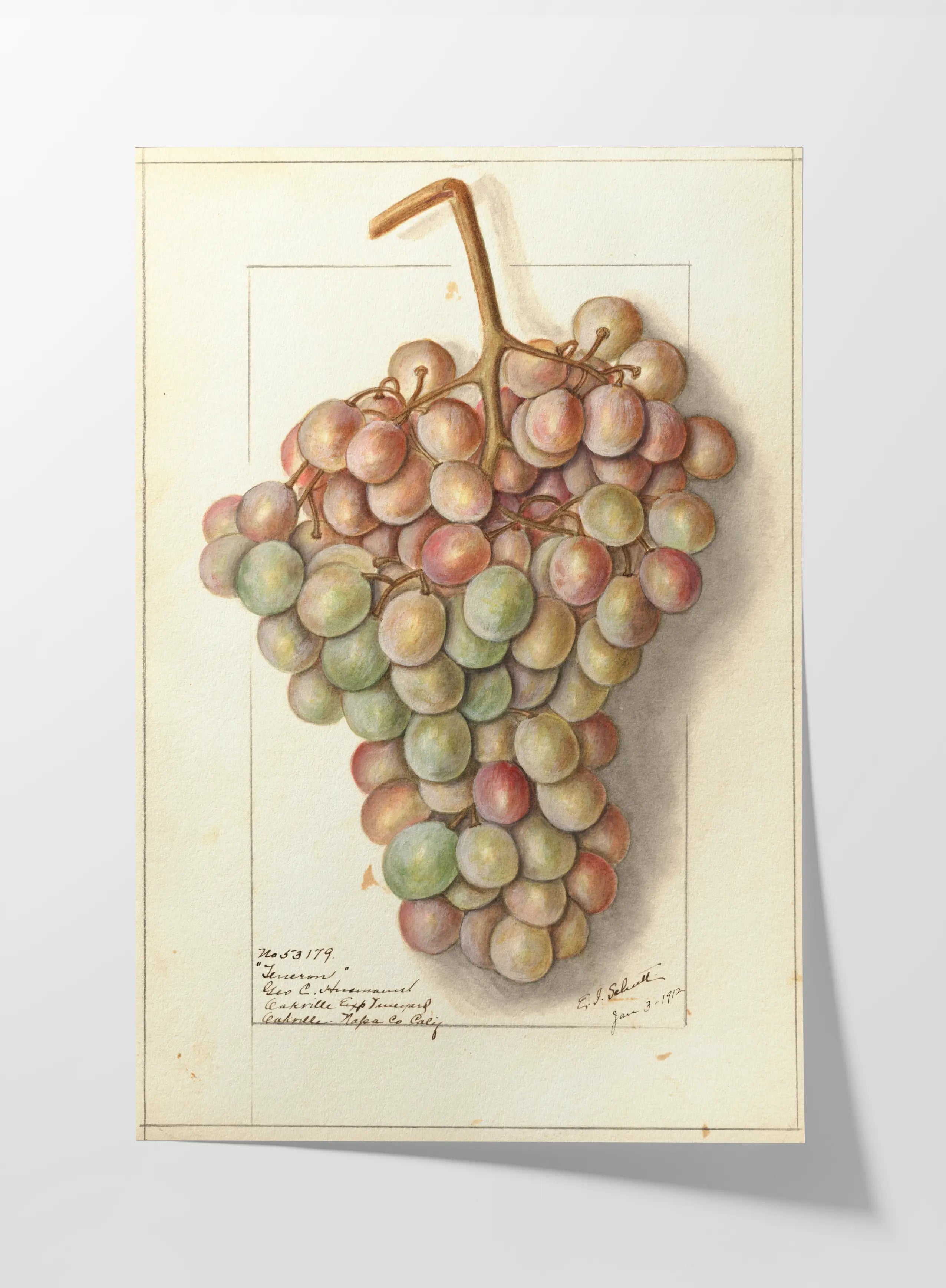 Fruits & Vegetables: Plate No. 01