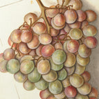 Fruits & Vegetables: Plate No. 01