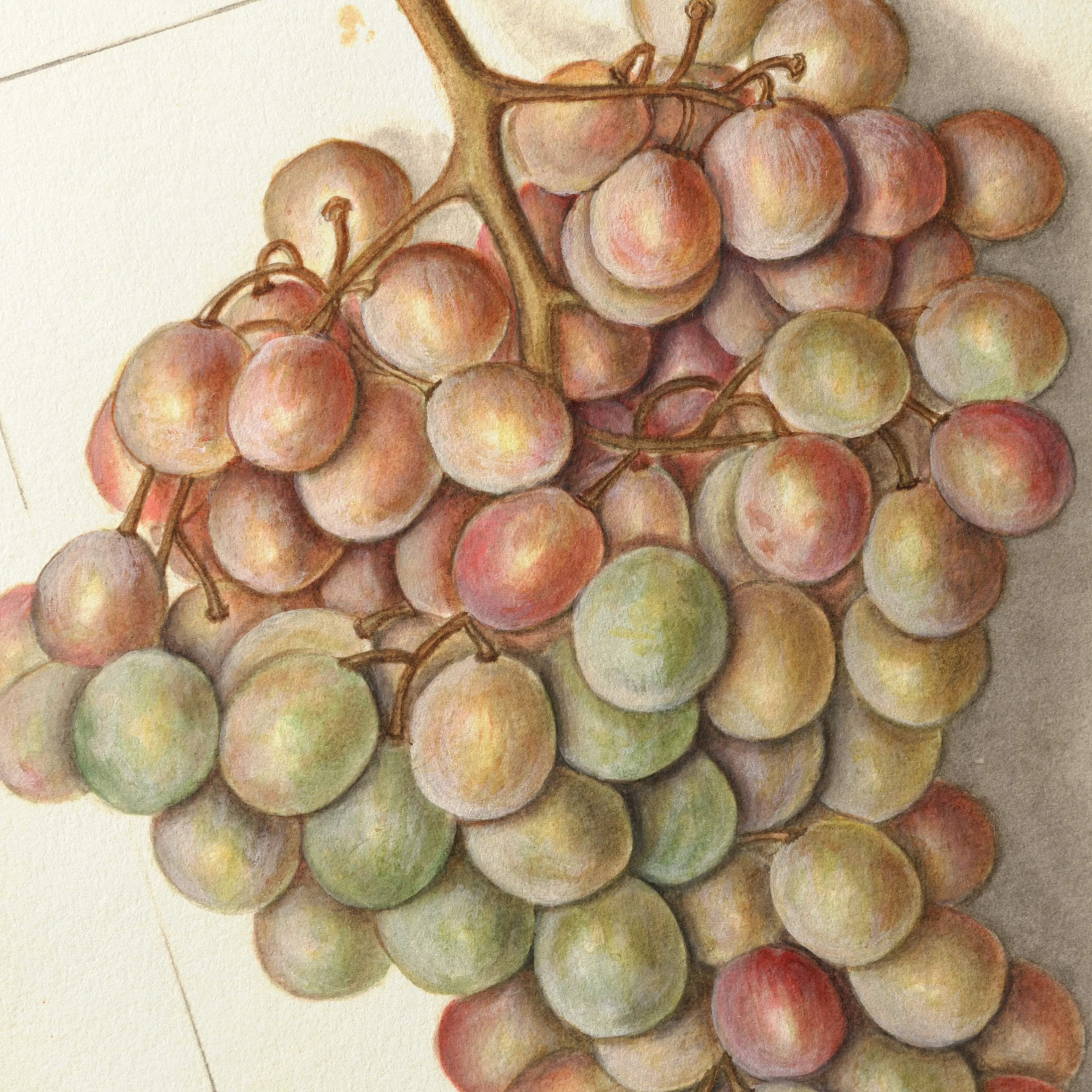 Fruits & Vegetables: Plate No. 01