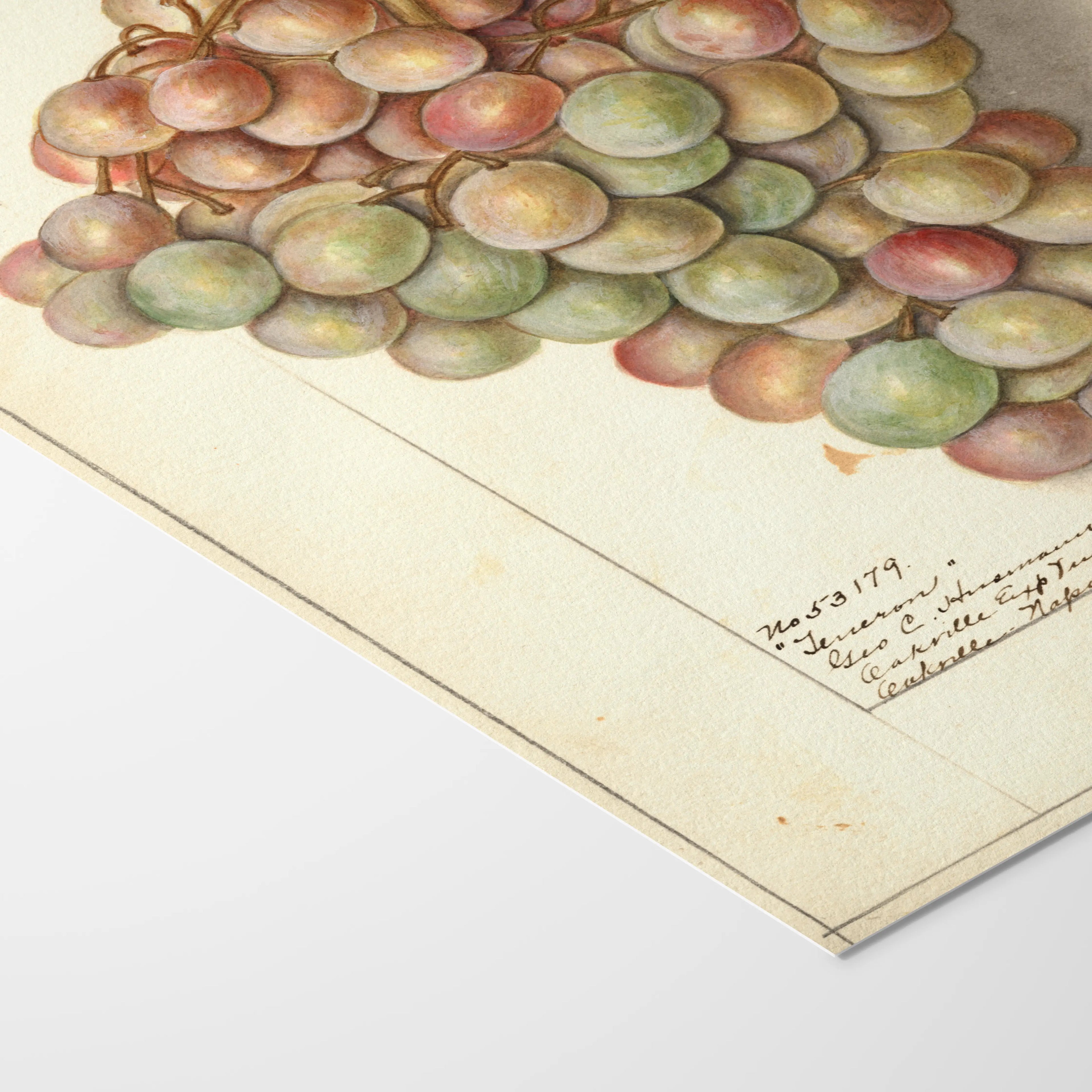 Fruits & Vegetables: Plate No. 01