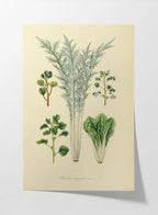 Fruits & Vegetables: Plate No. 02