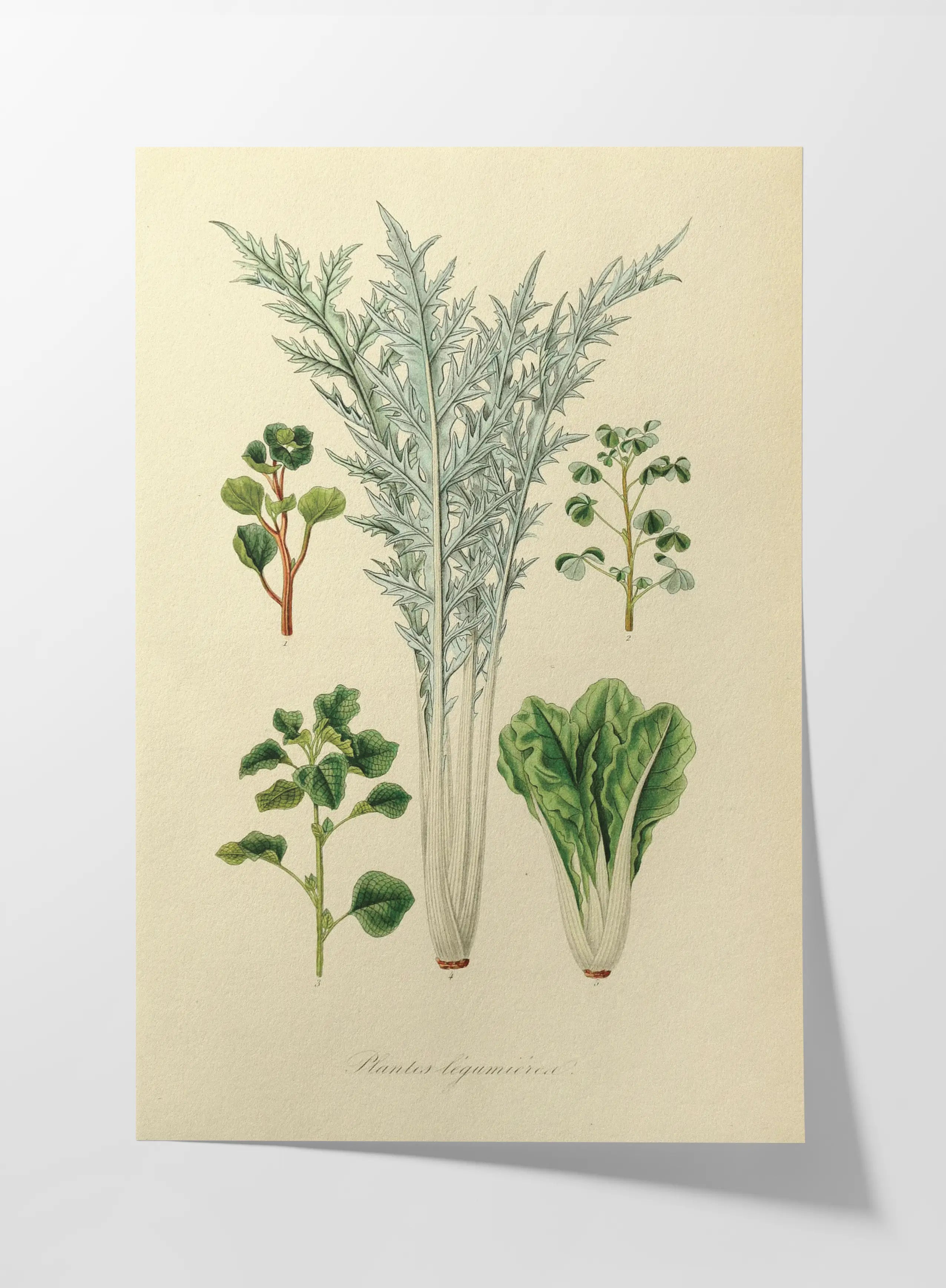 Fruits & Vegetables: Plate No. 02