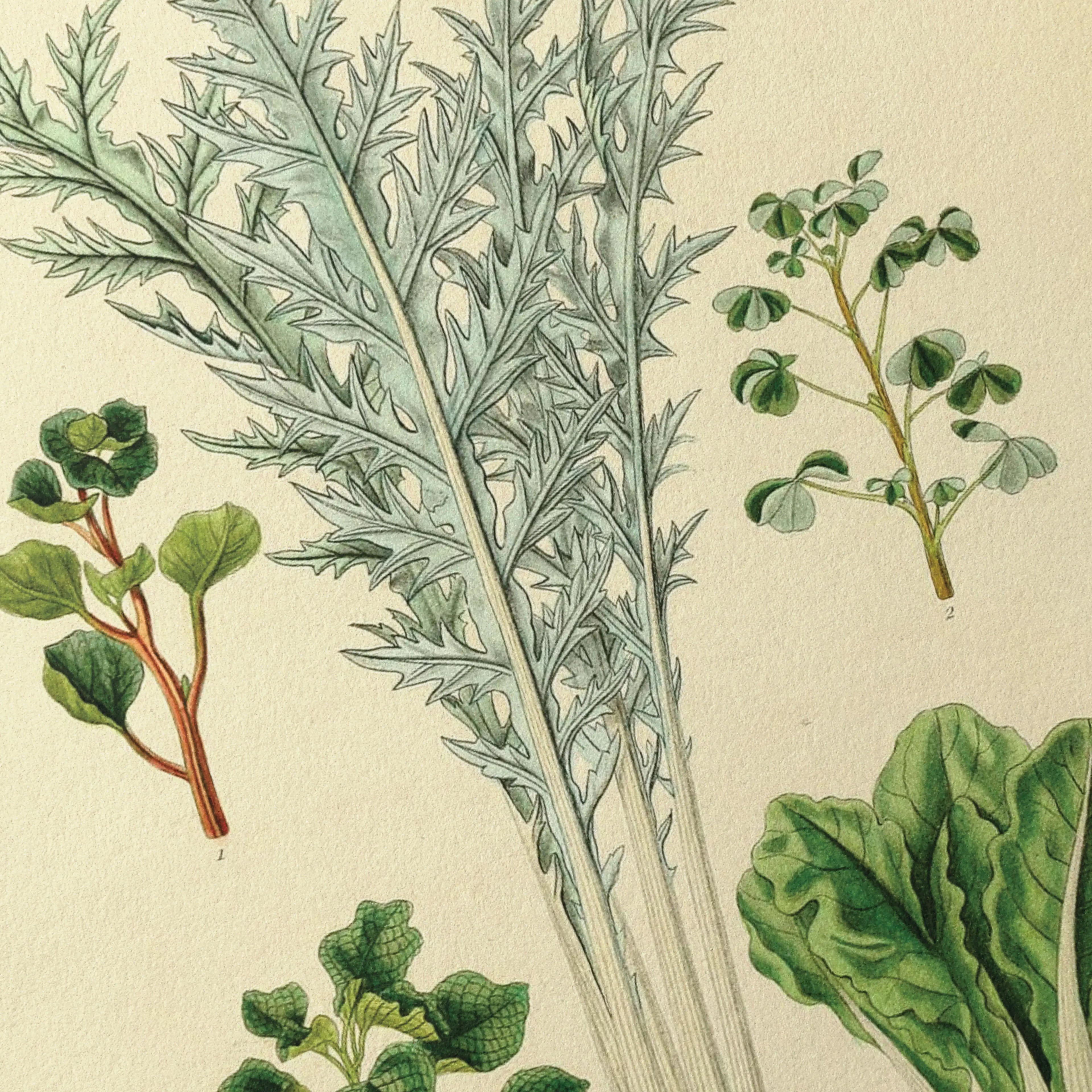 Fruits & Vegetables: Plate No. 02