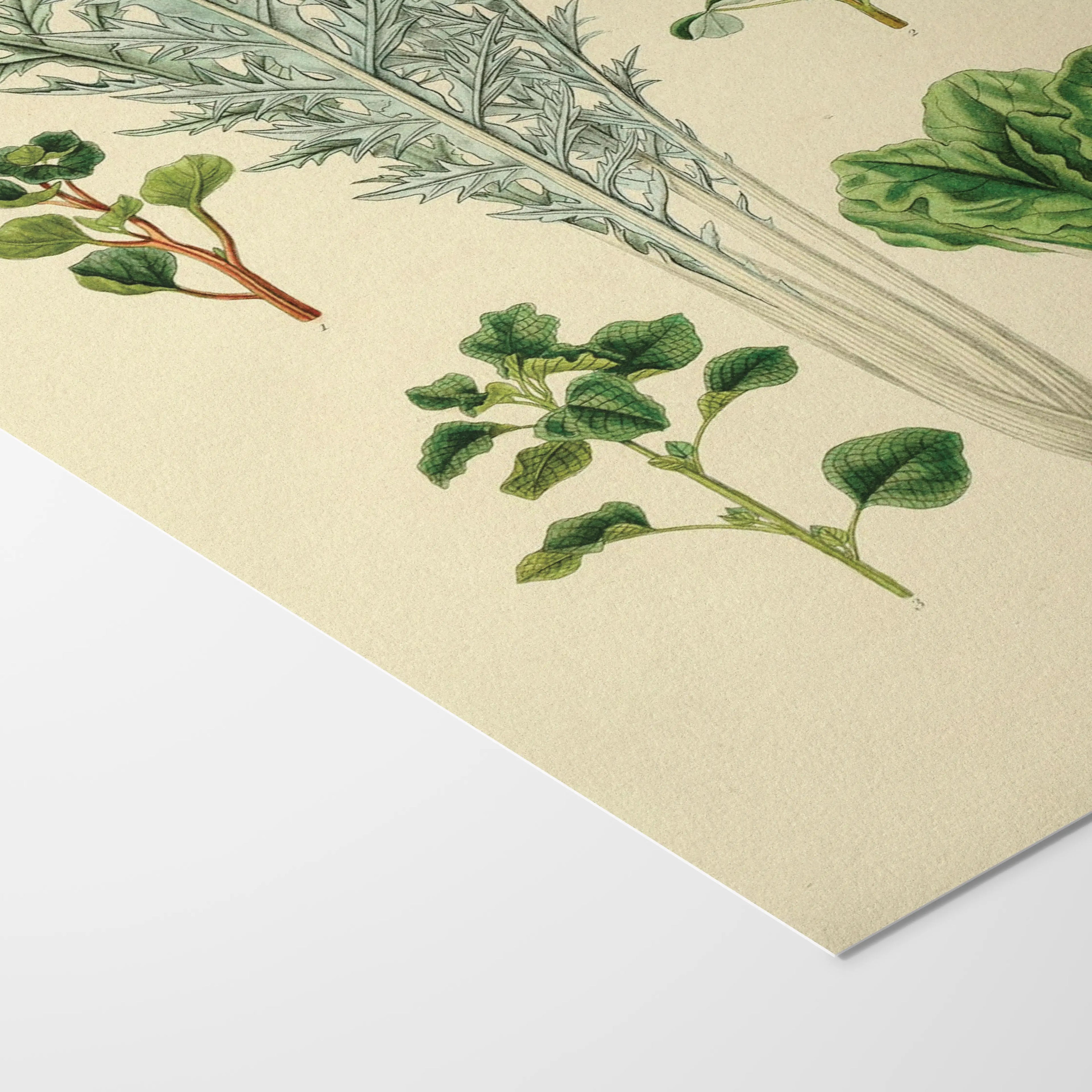 Fruits & Vegetables: Plate No. 02