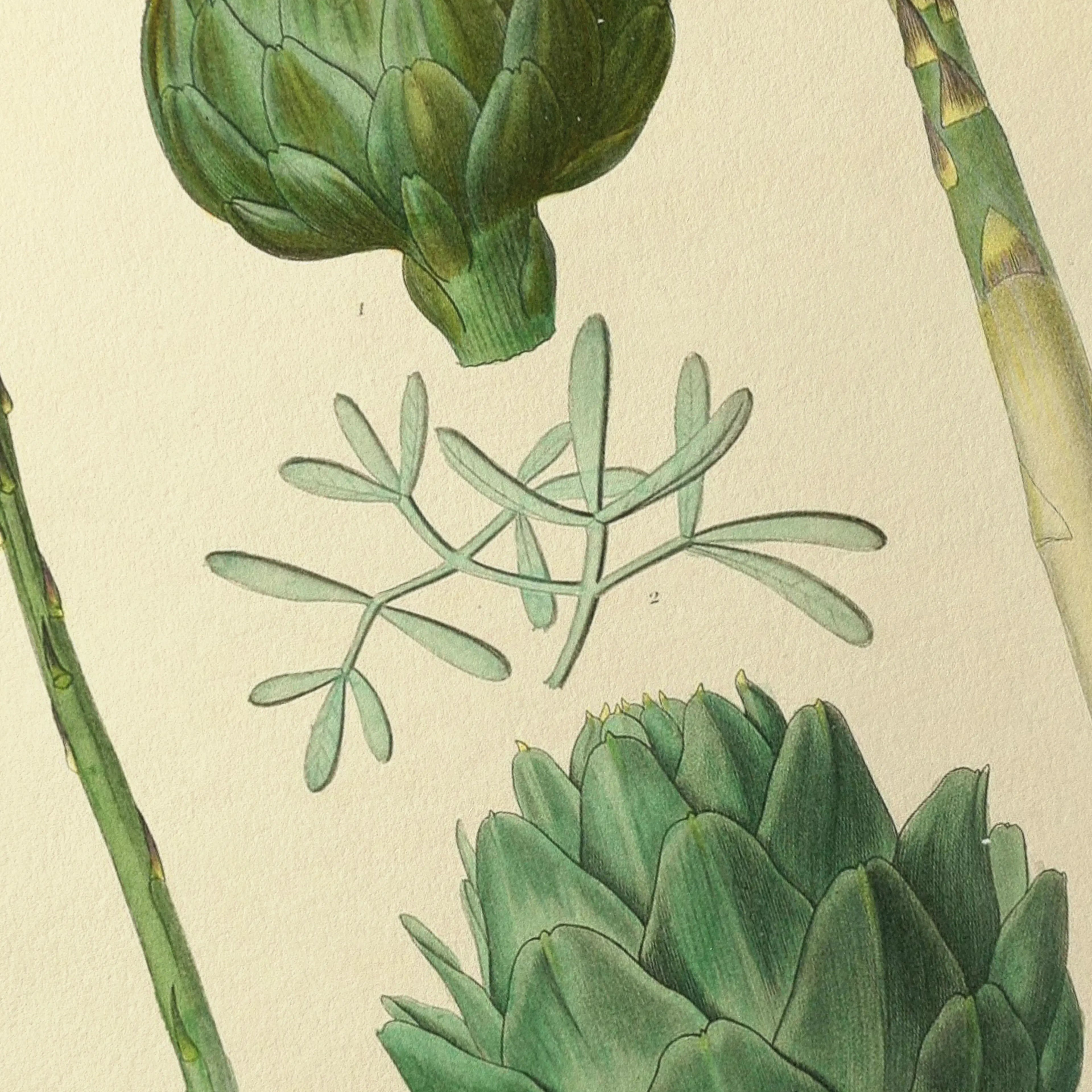 Fruits & Vegetables: Plate No. 03