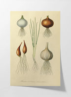Fruits & Vegetables: Plate No. 04