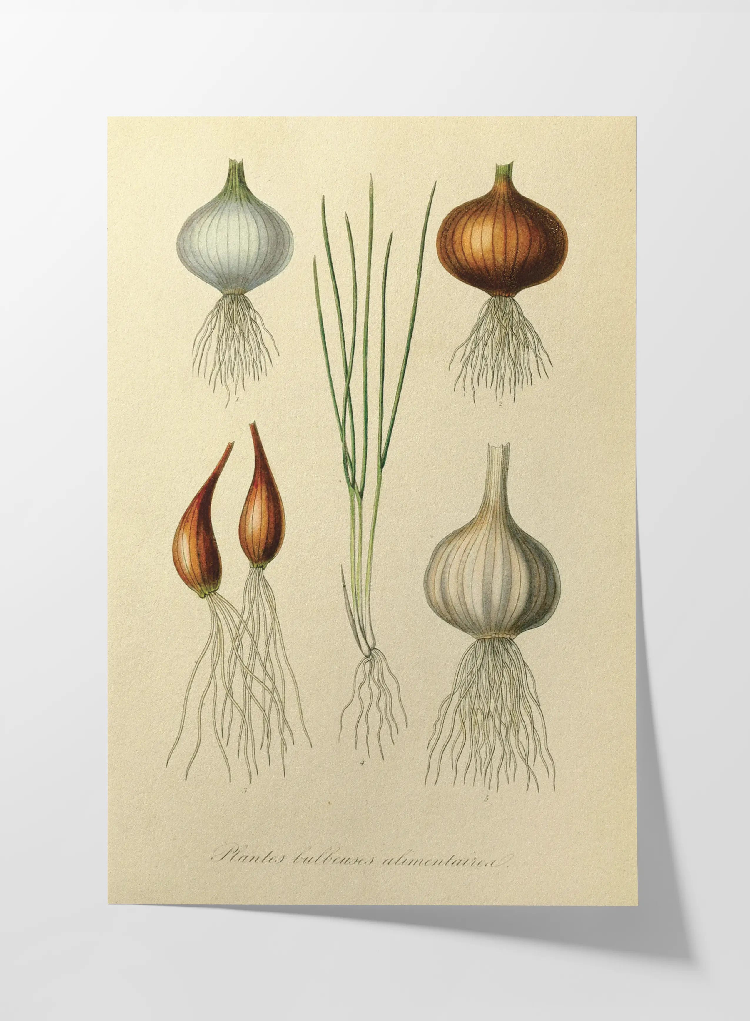 Fruits & Vegetables: Plate No. 04