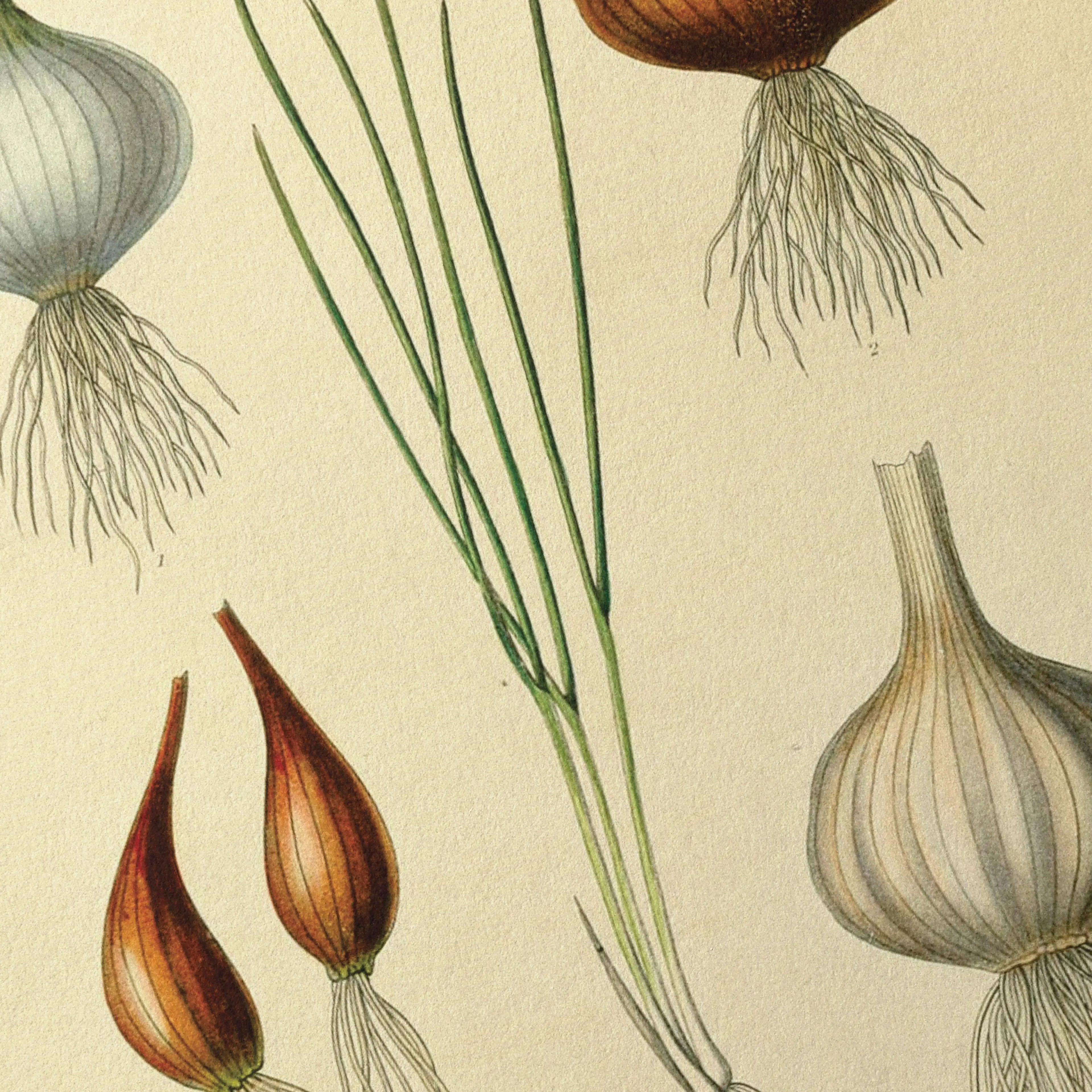 Fruits & Vegetables: Plate No. 04