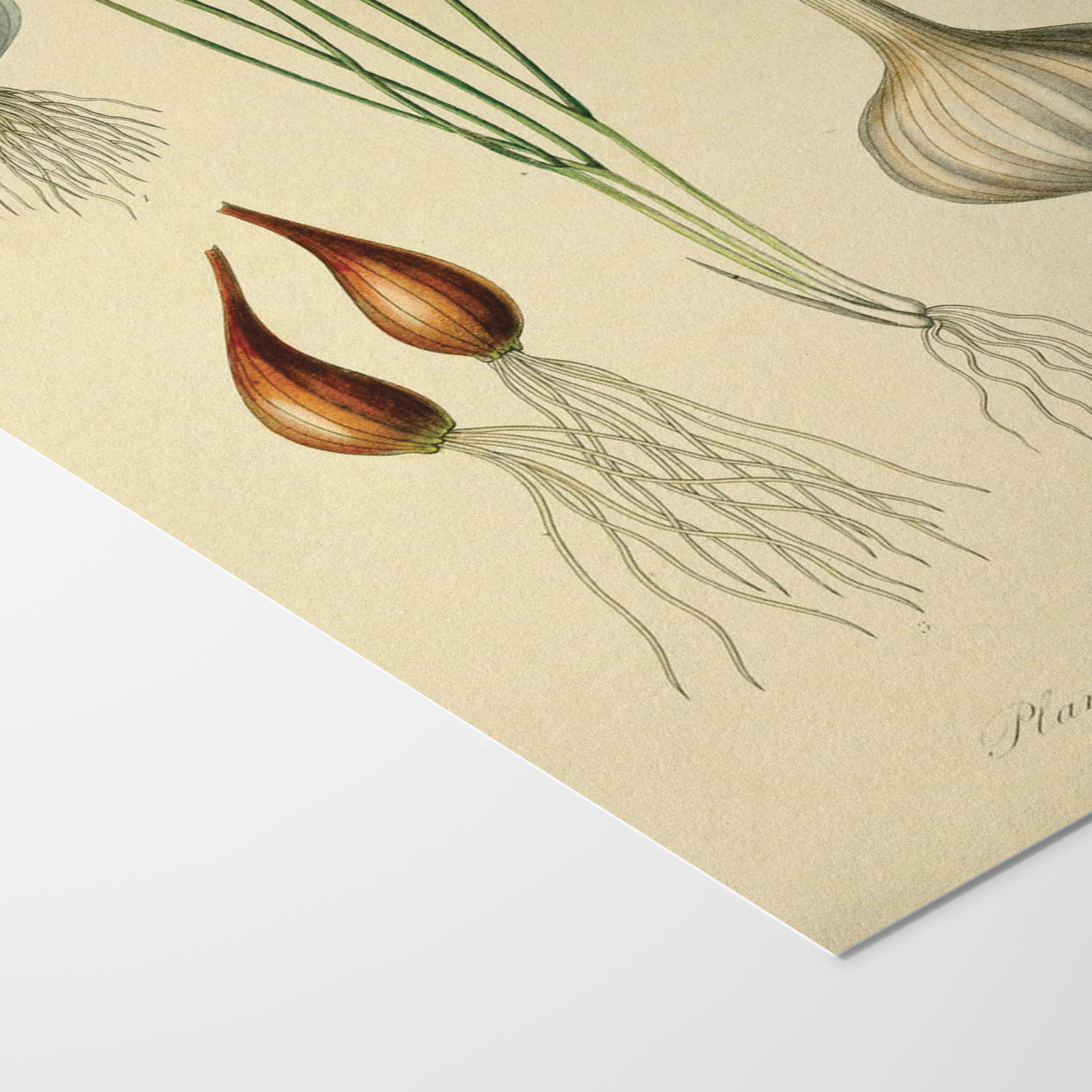 Fruits & Vegetables: Plate No. 04