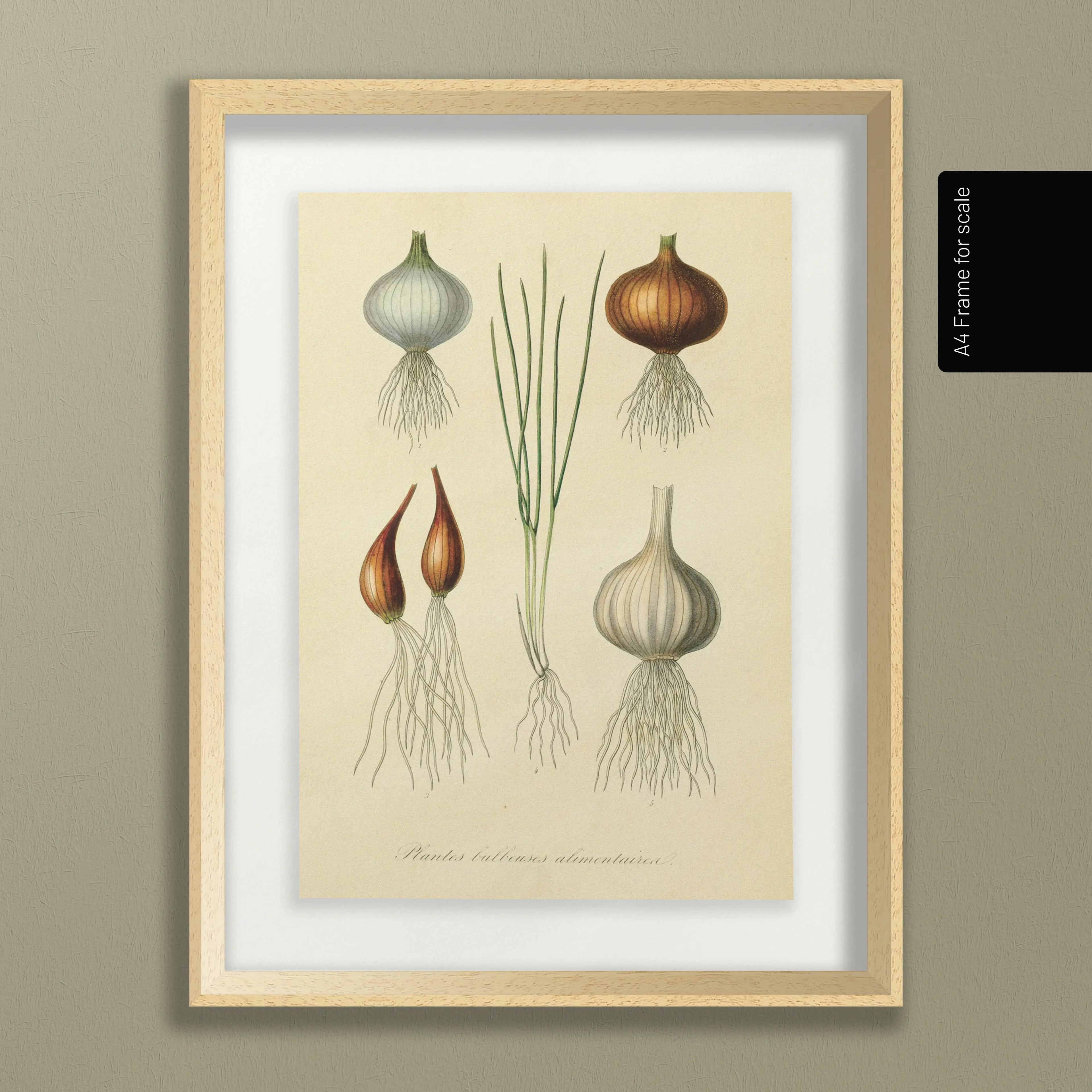 Fruits & Vegetables: Plate No. 04