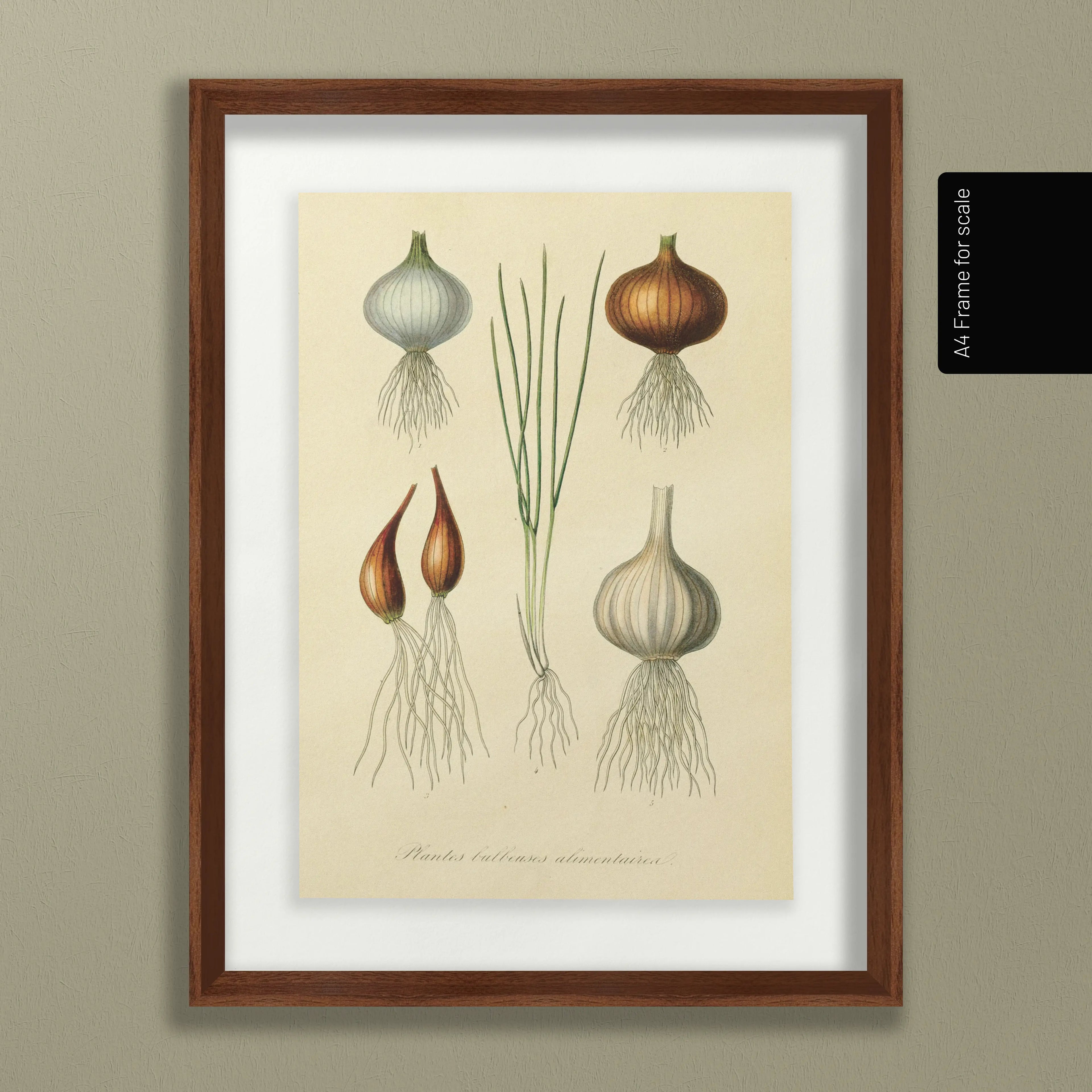 Fruits & Vegetables: Plate No. 04