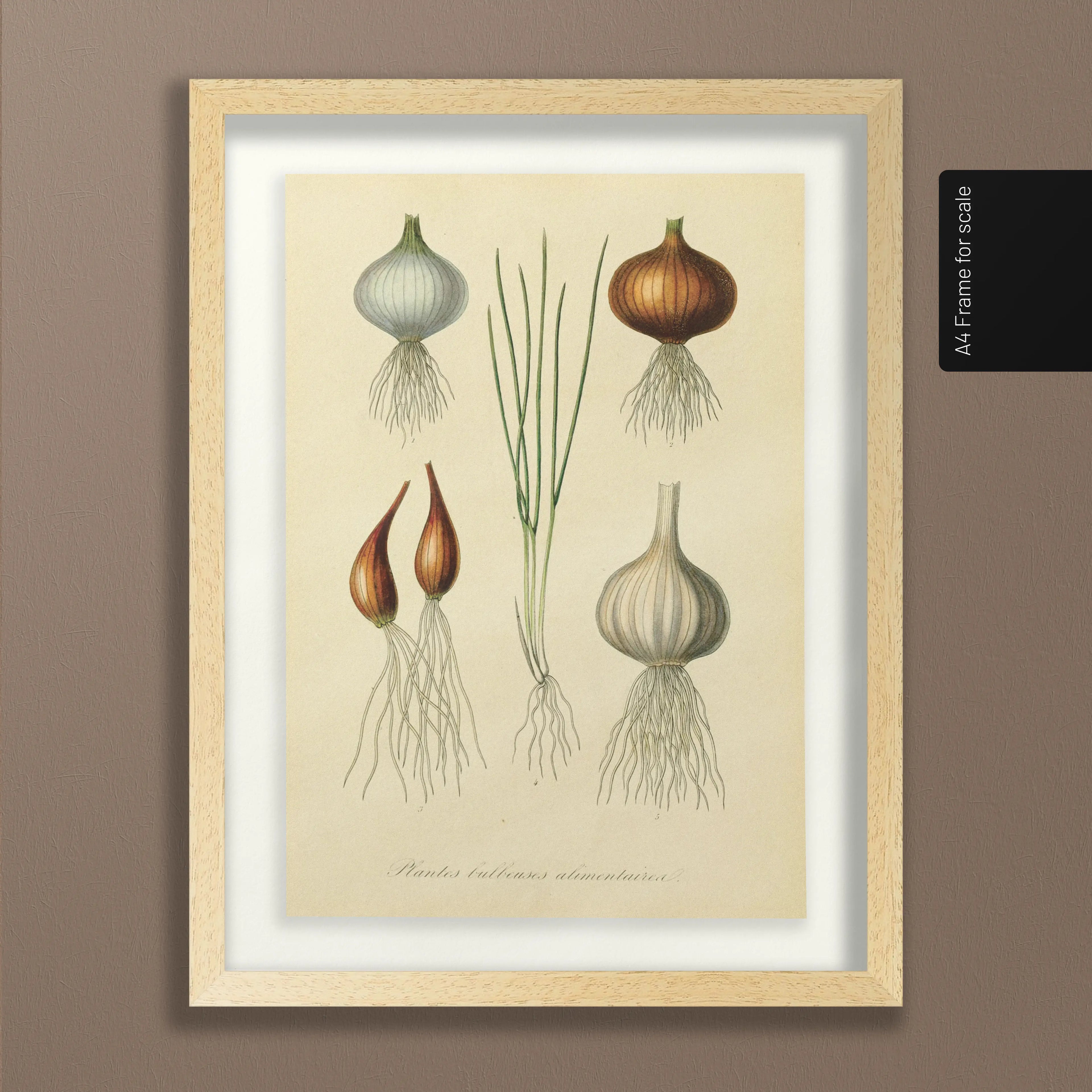 Fruits & Vegetables: Plate No. 04