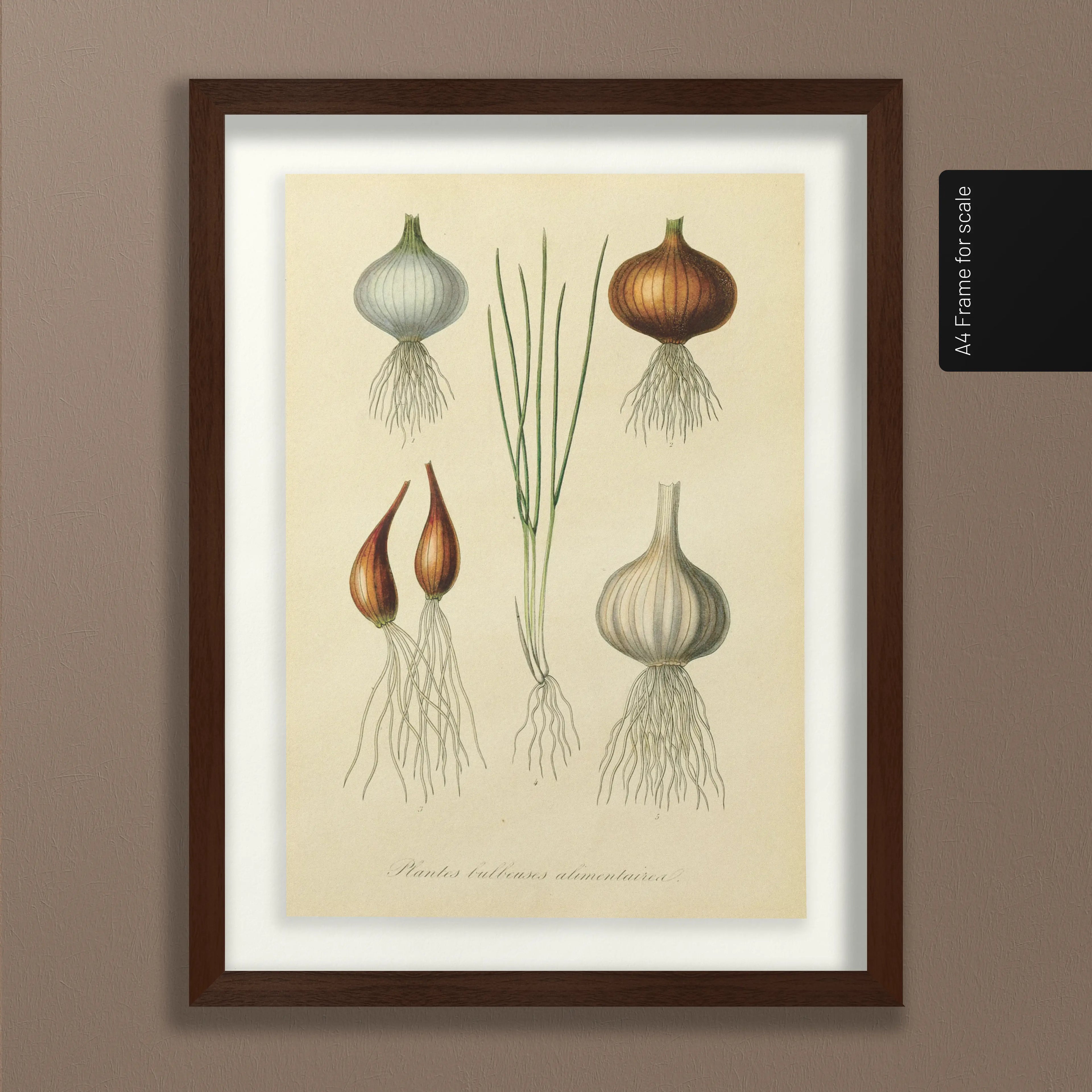 Fruits & Vegetables: Plate No. 04