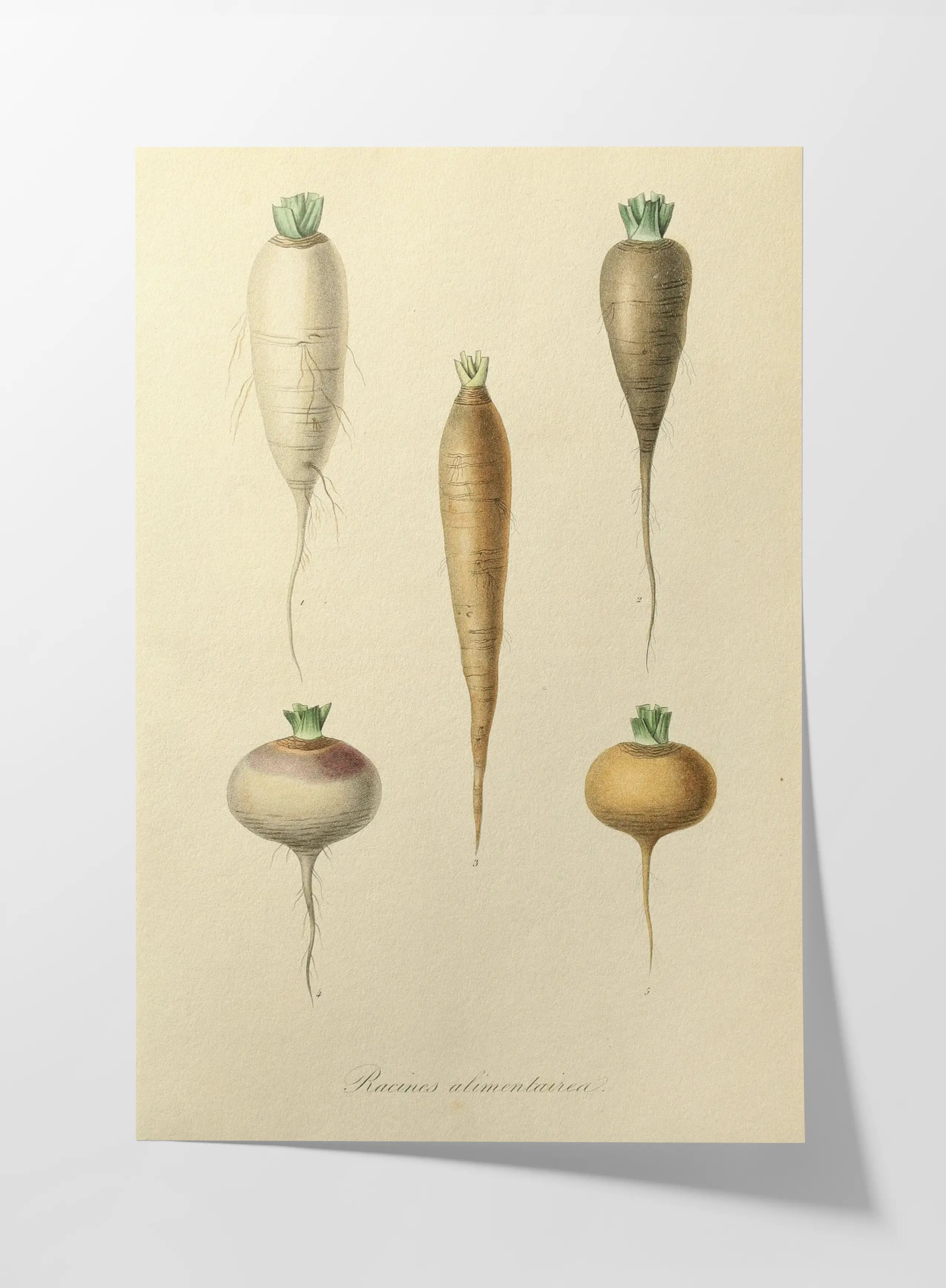Fruits & Vegetables: Plate No. 05