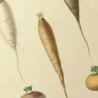 Fruits & Vegetables: Plate No. 05