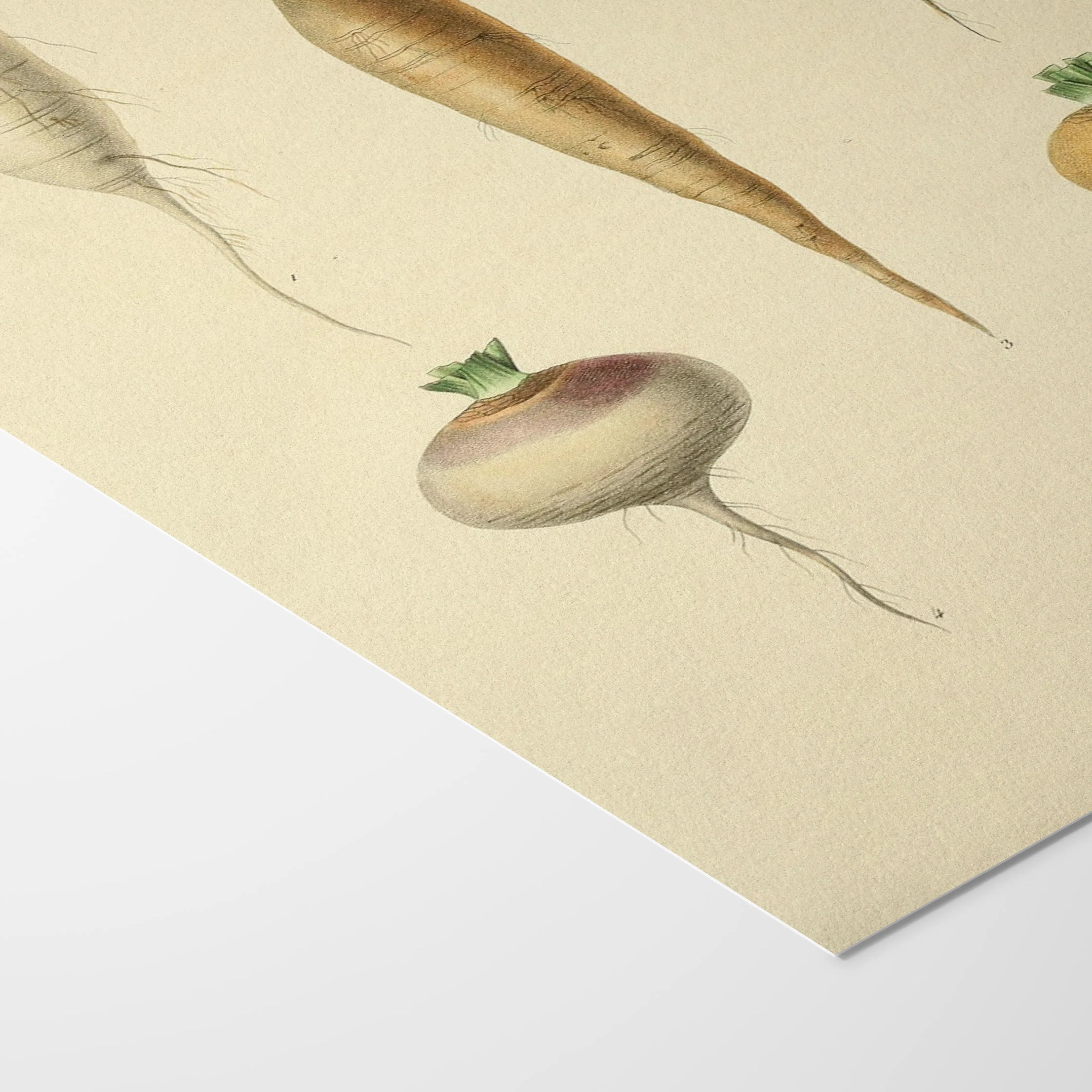 Fruits & Vegetables: Plate No. 05