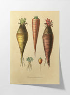 Fruits & Vegetables: Plate No. 06