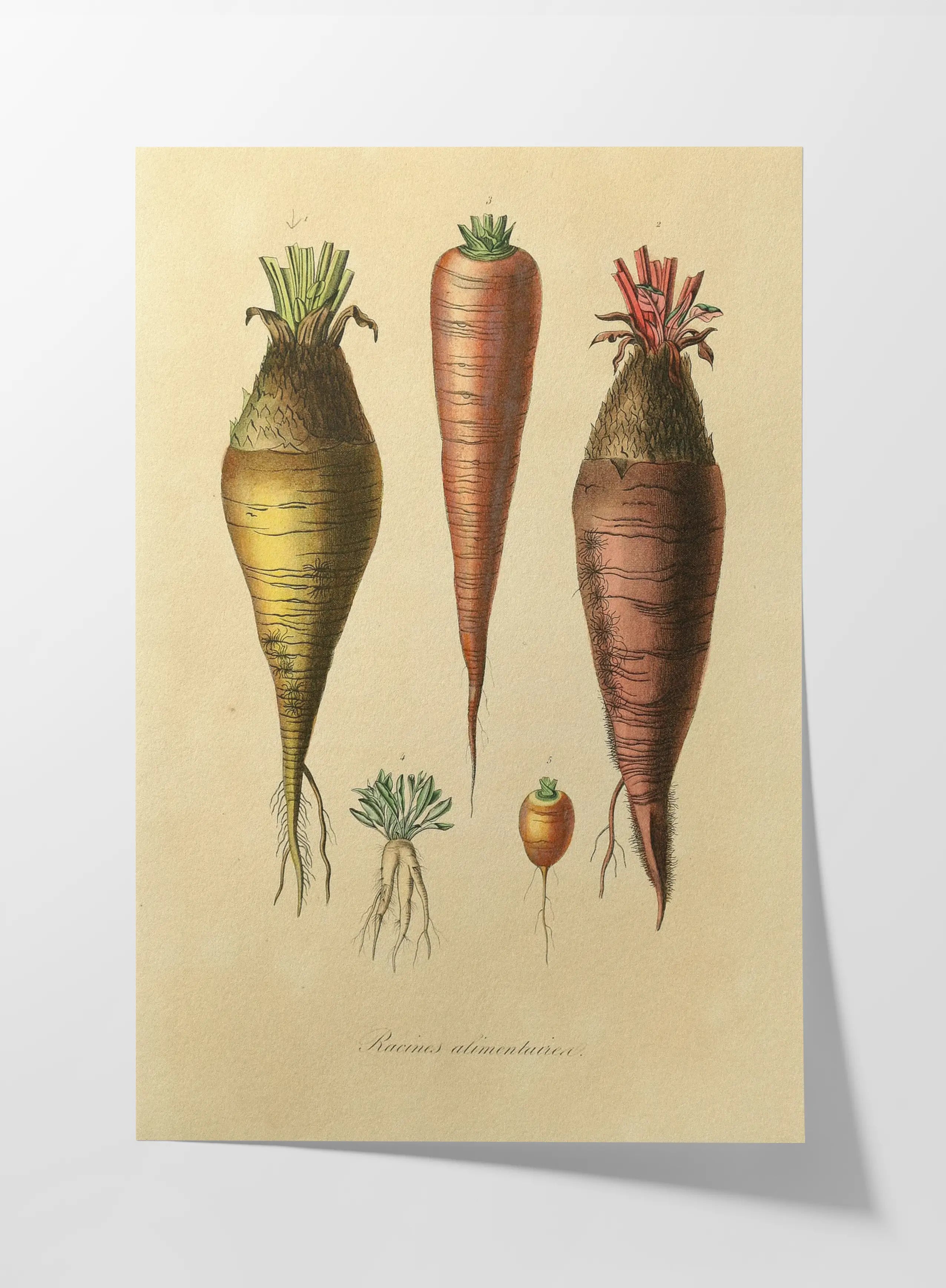 Fruits & Vegetables: Plate No. 06