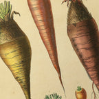 Fruits & Vegetables: Plate No. 06