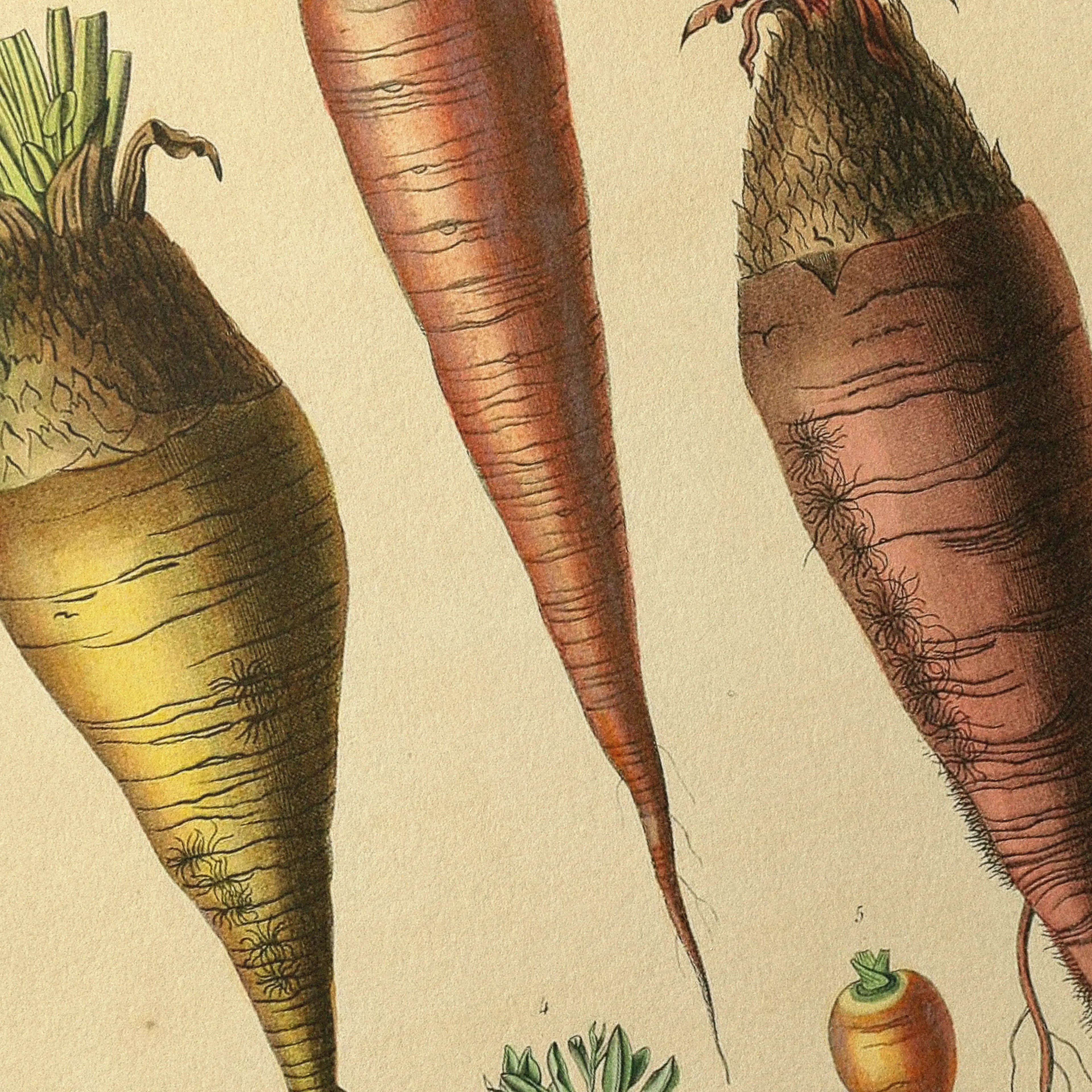 Fruits & Vegetables: Plate No. 06