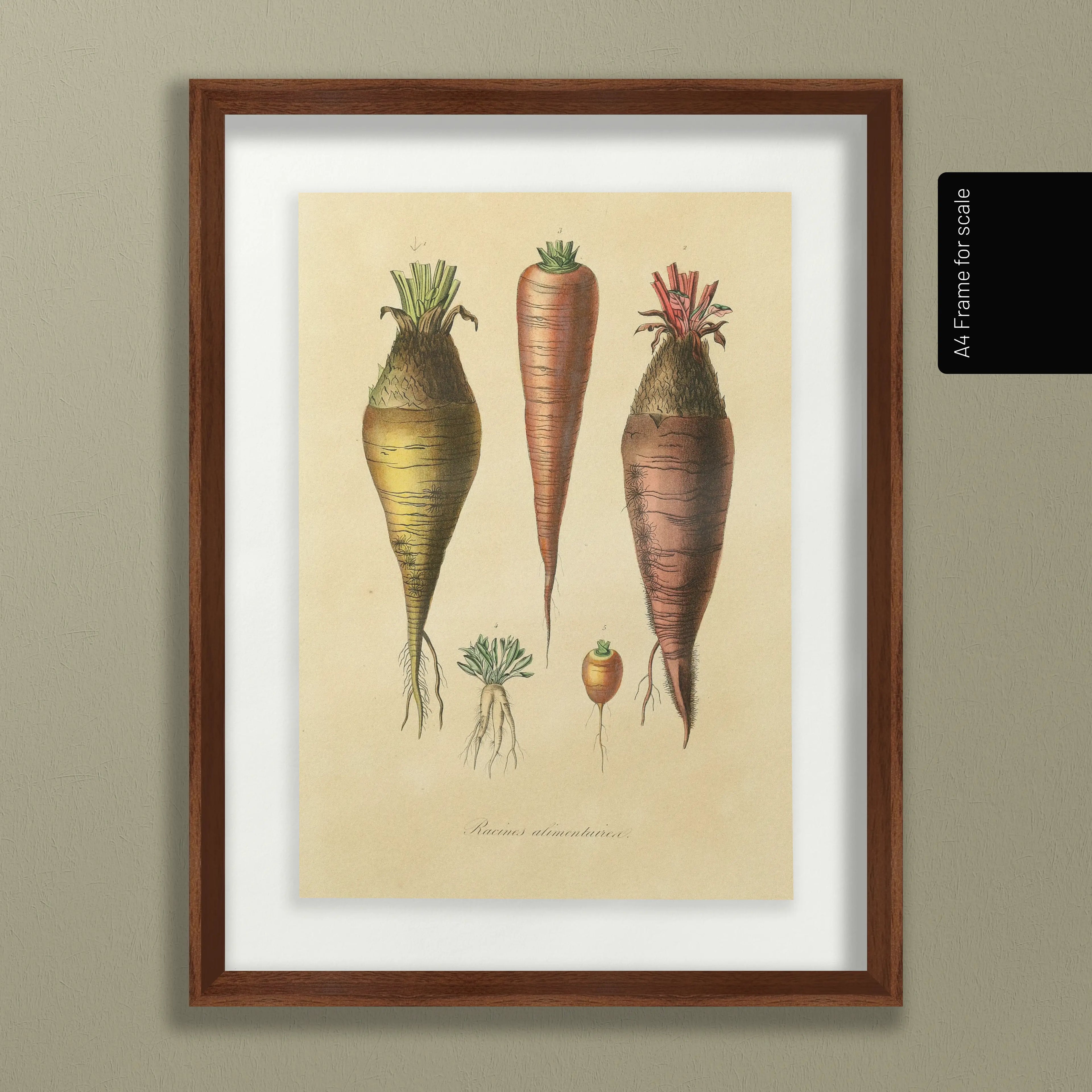 Fruits & Vegetables: Plate No. 06