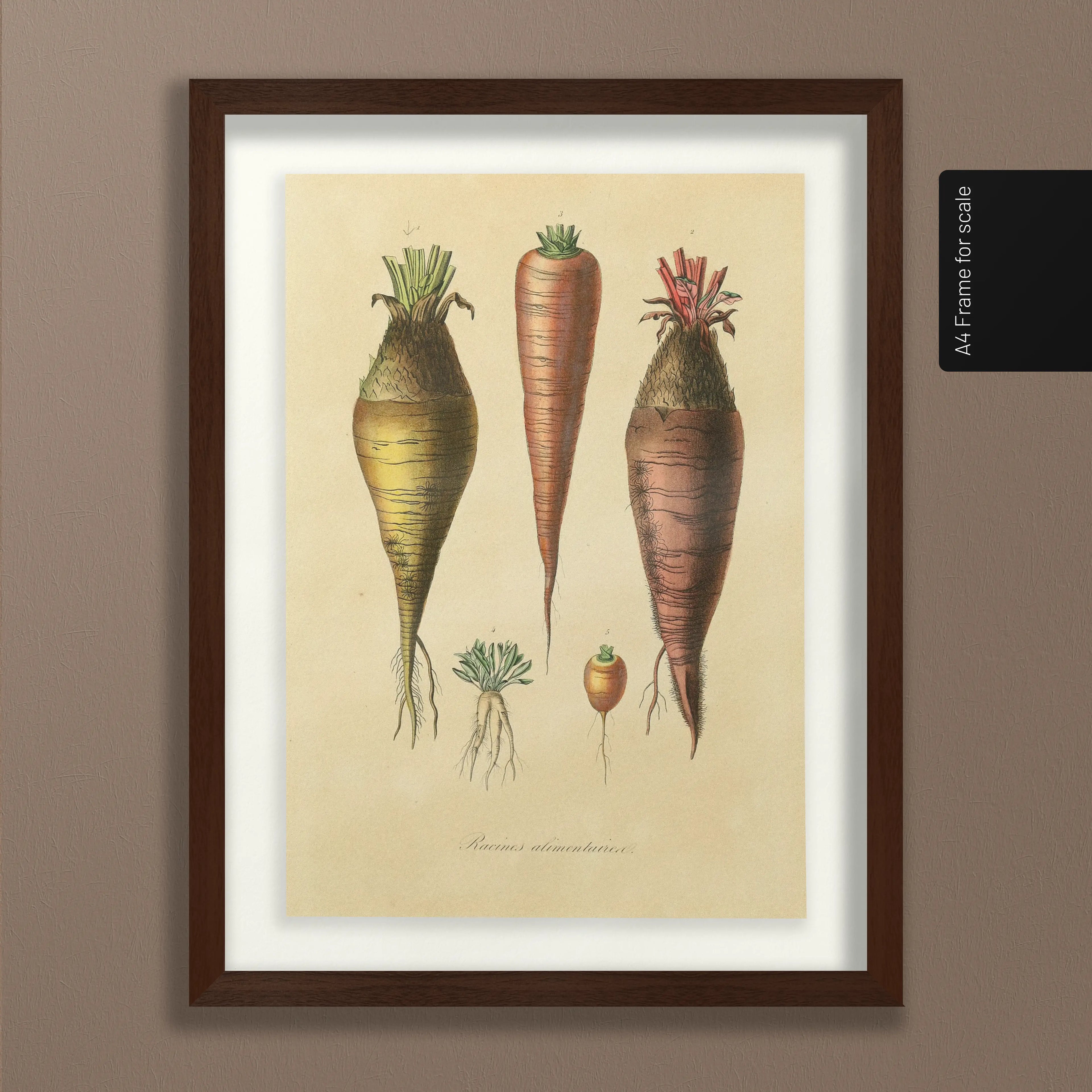 Fruits & Vegetables: Plate No. 06