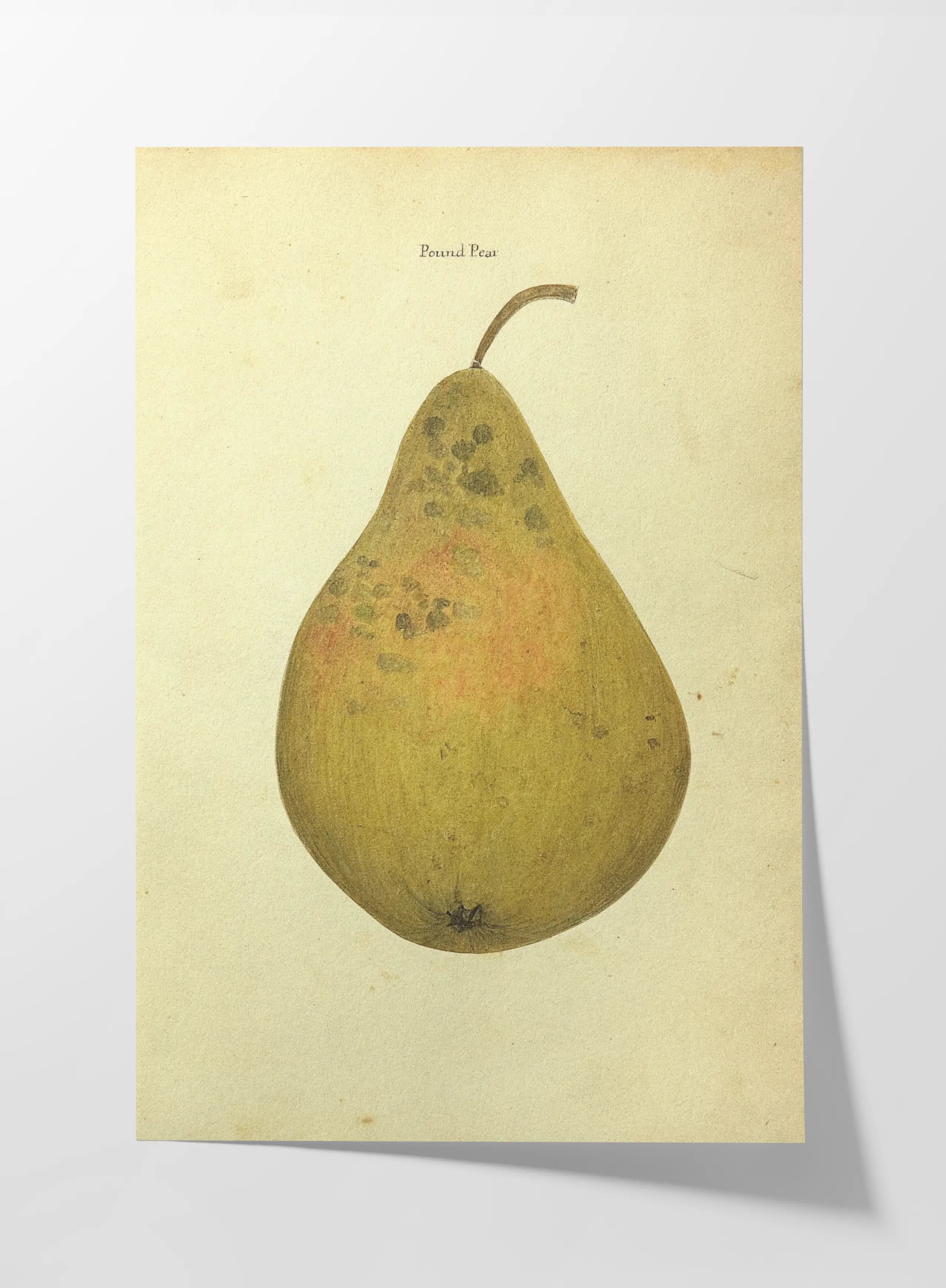 Fruits & Vegetables: Plate No. 07
