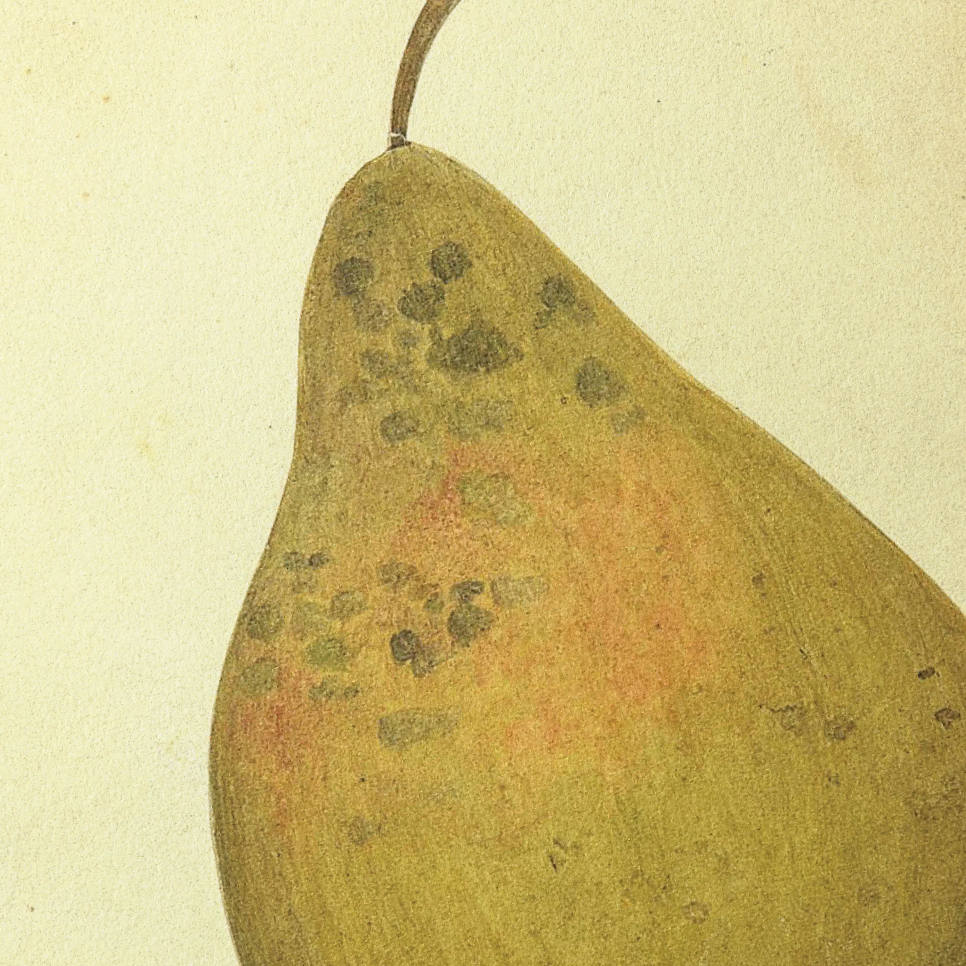 Fruits & Vegetables: Plate No. 07