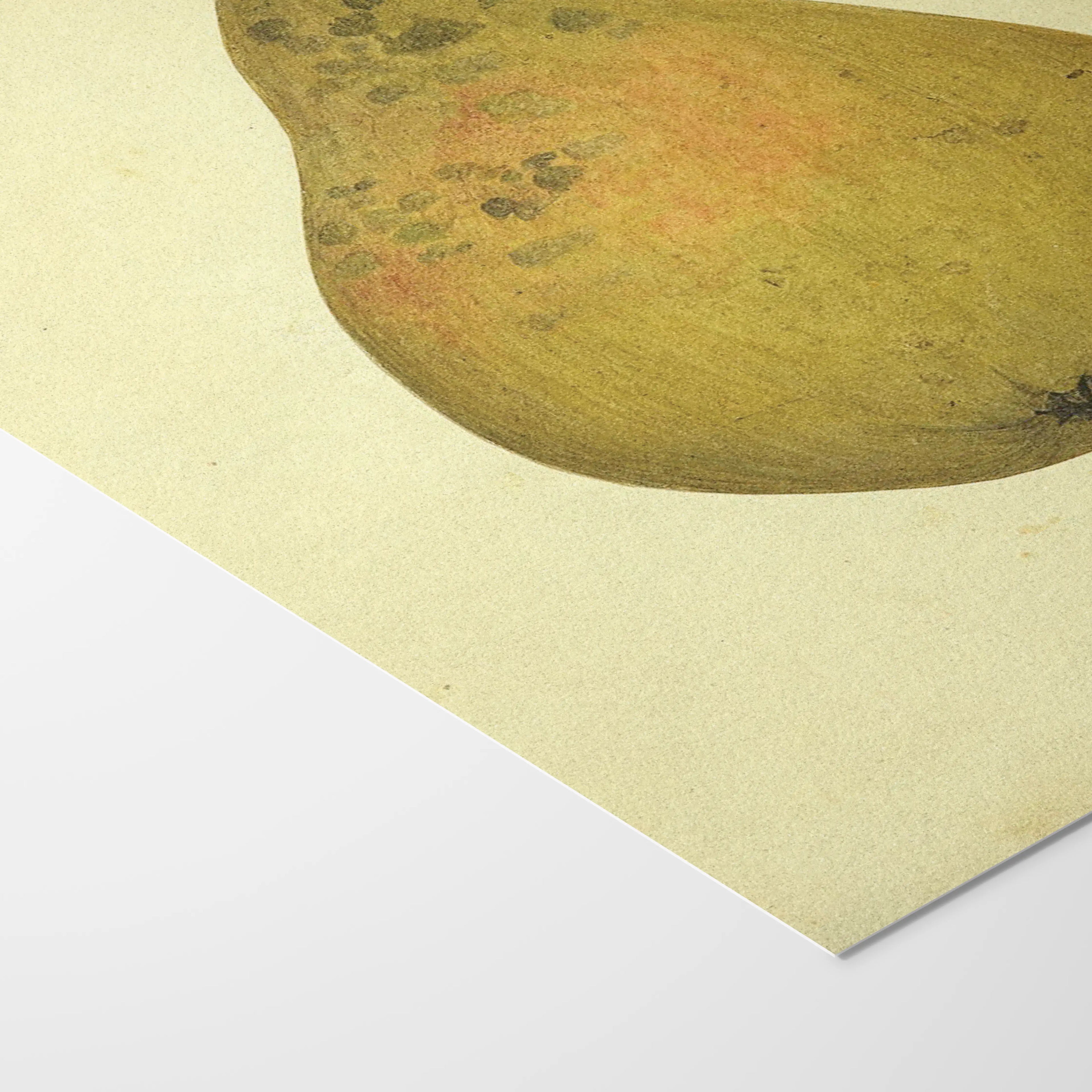 Fruits & Vegetables: Plate No. 07