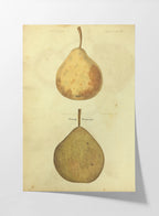 Fruits & Vegetables: Plate No. 08