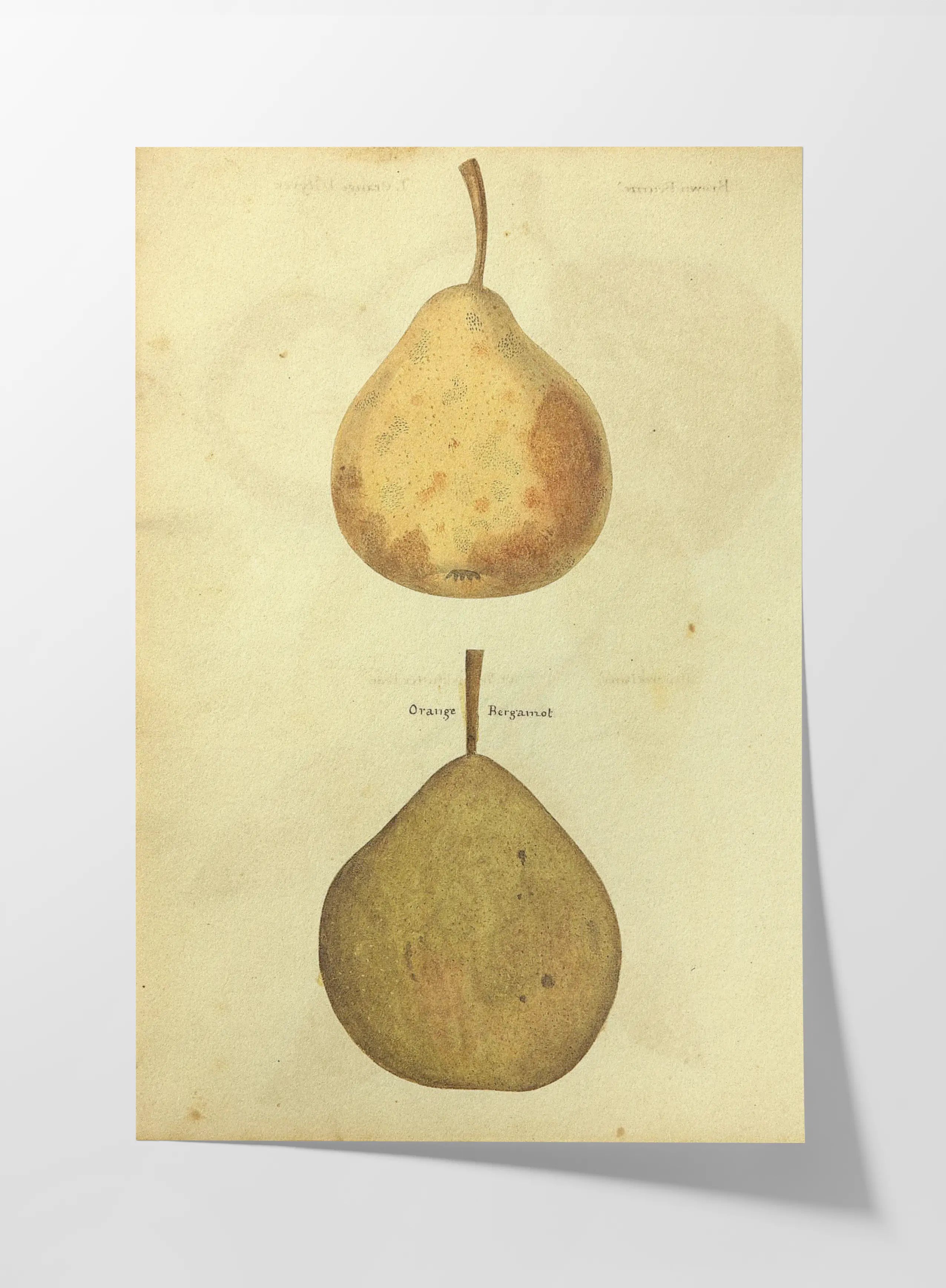 Fruits & Vegetables: Plate No. 08