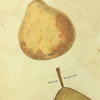 Fruits & Vegetables: Plate No. 08