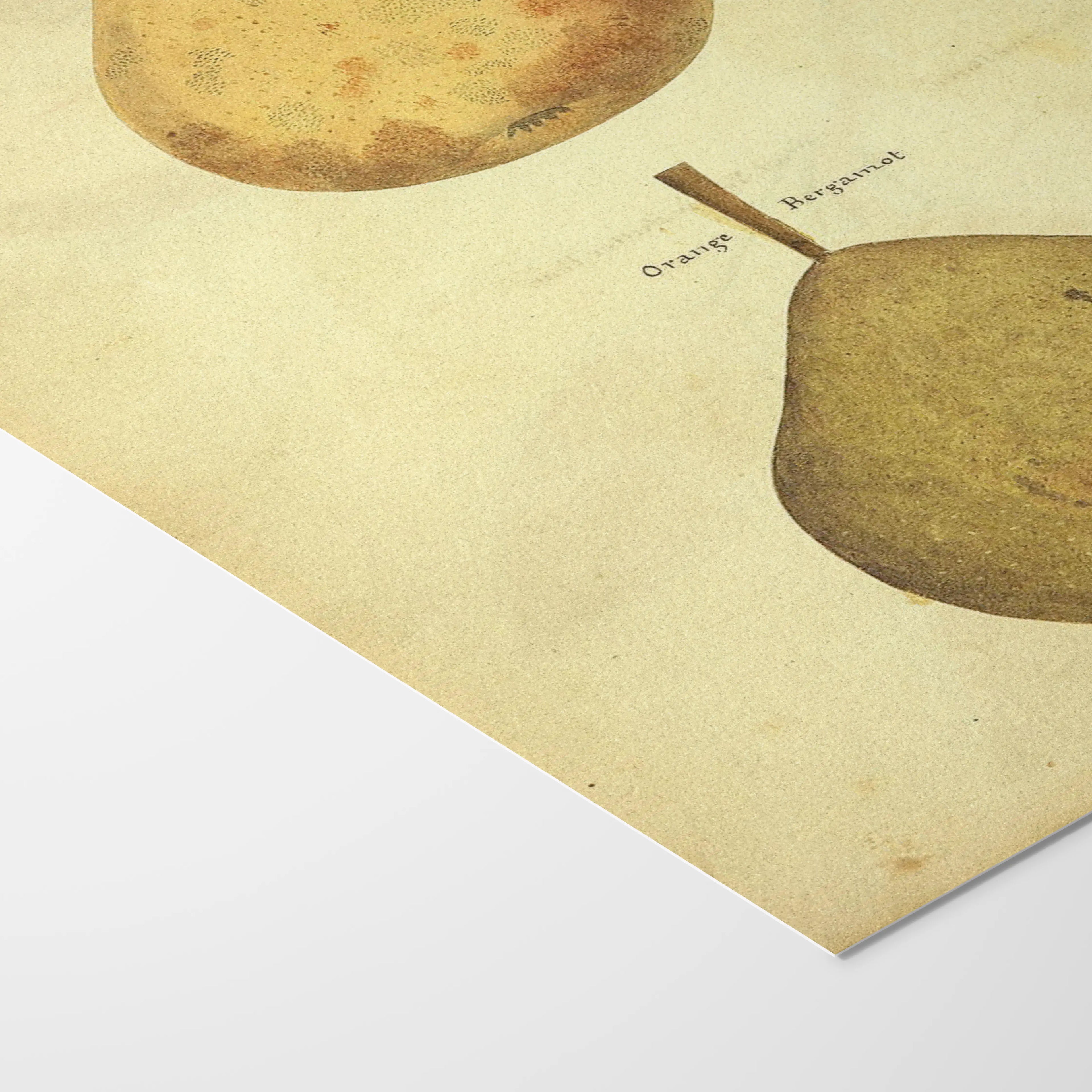 Fruits & Vegetables: Plate No. 08