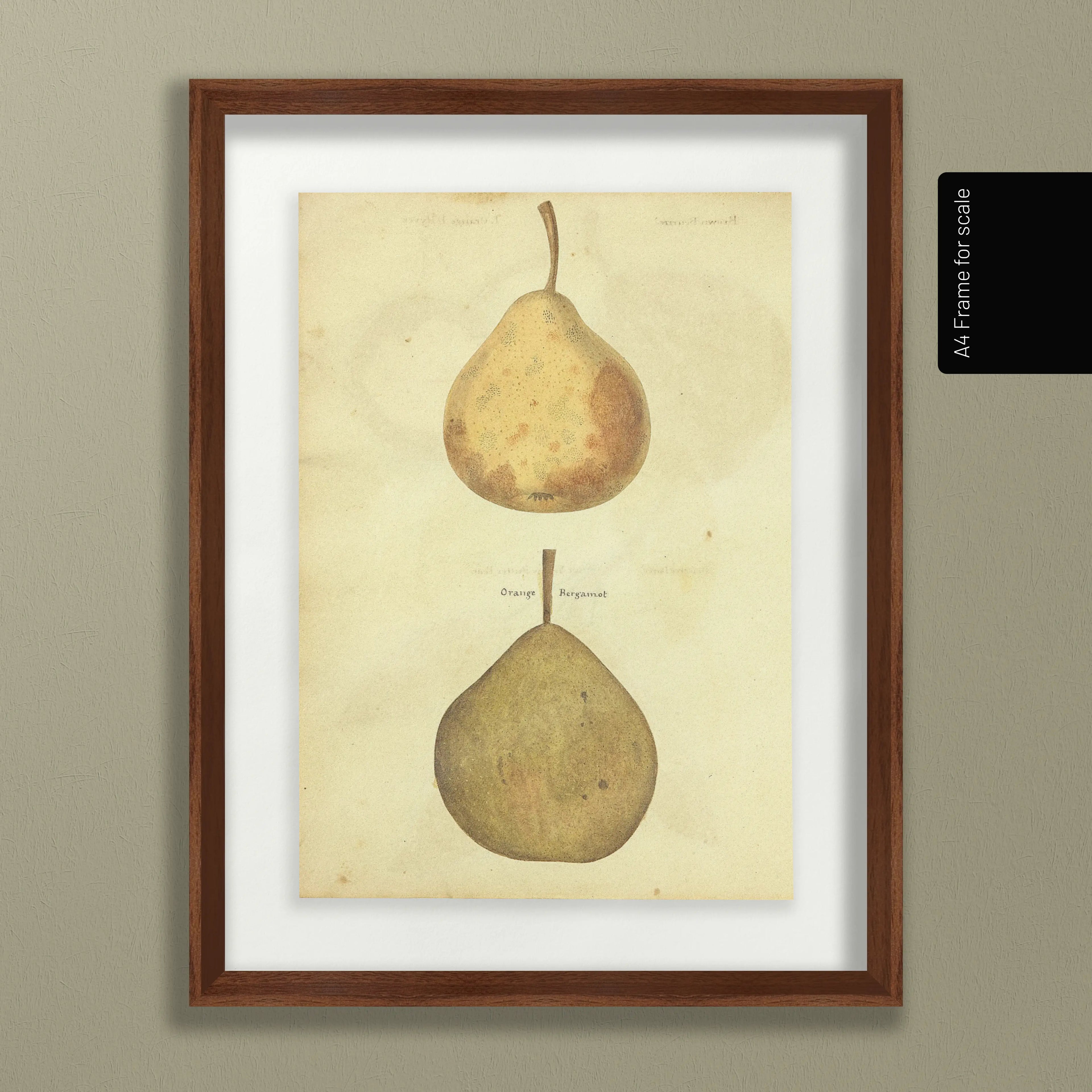 Fruits & Vegetables: Plate No. 08