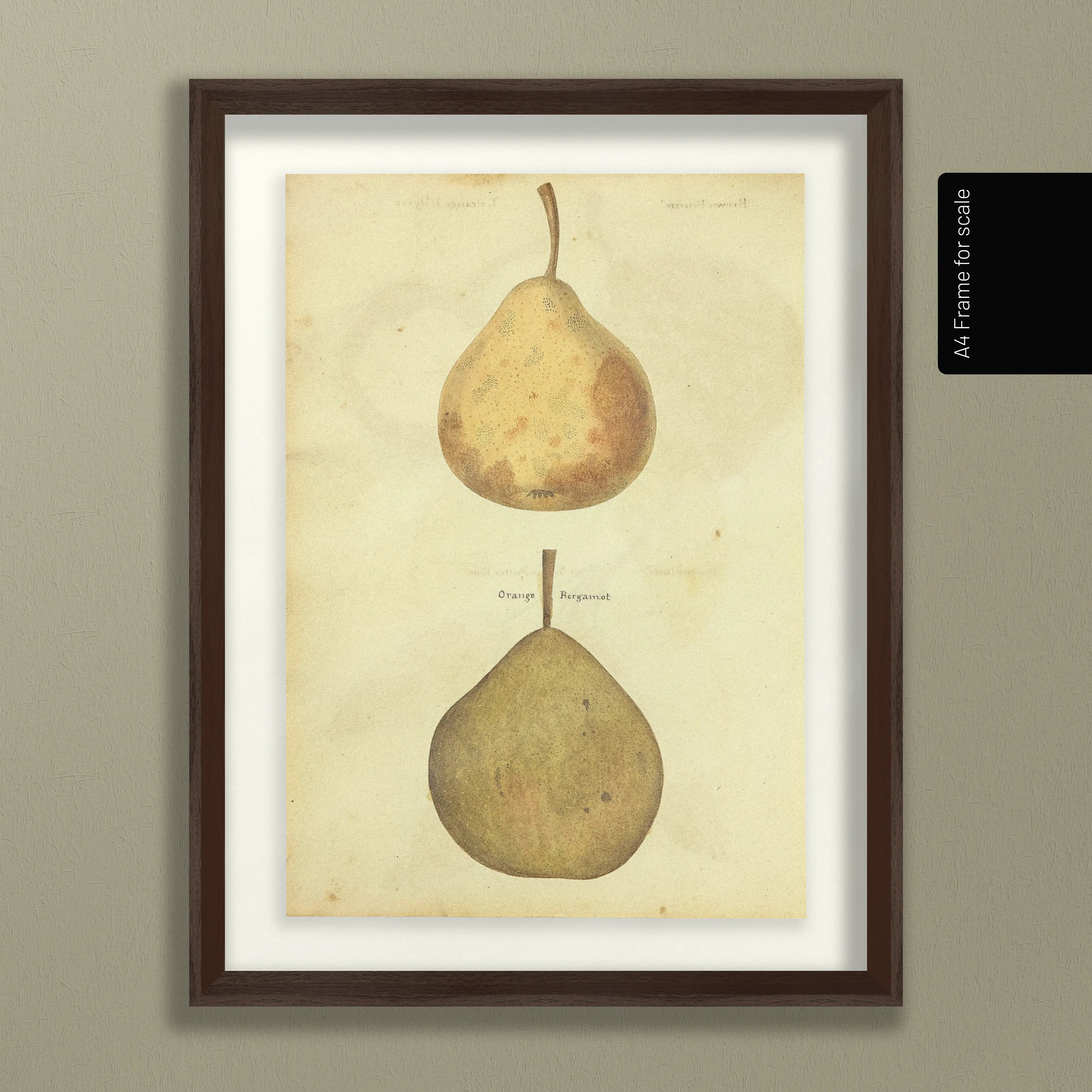 Fruits & Vegetables: Plate No. 08