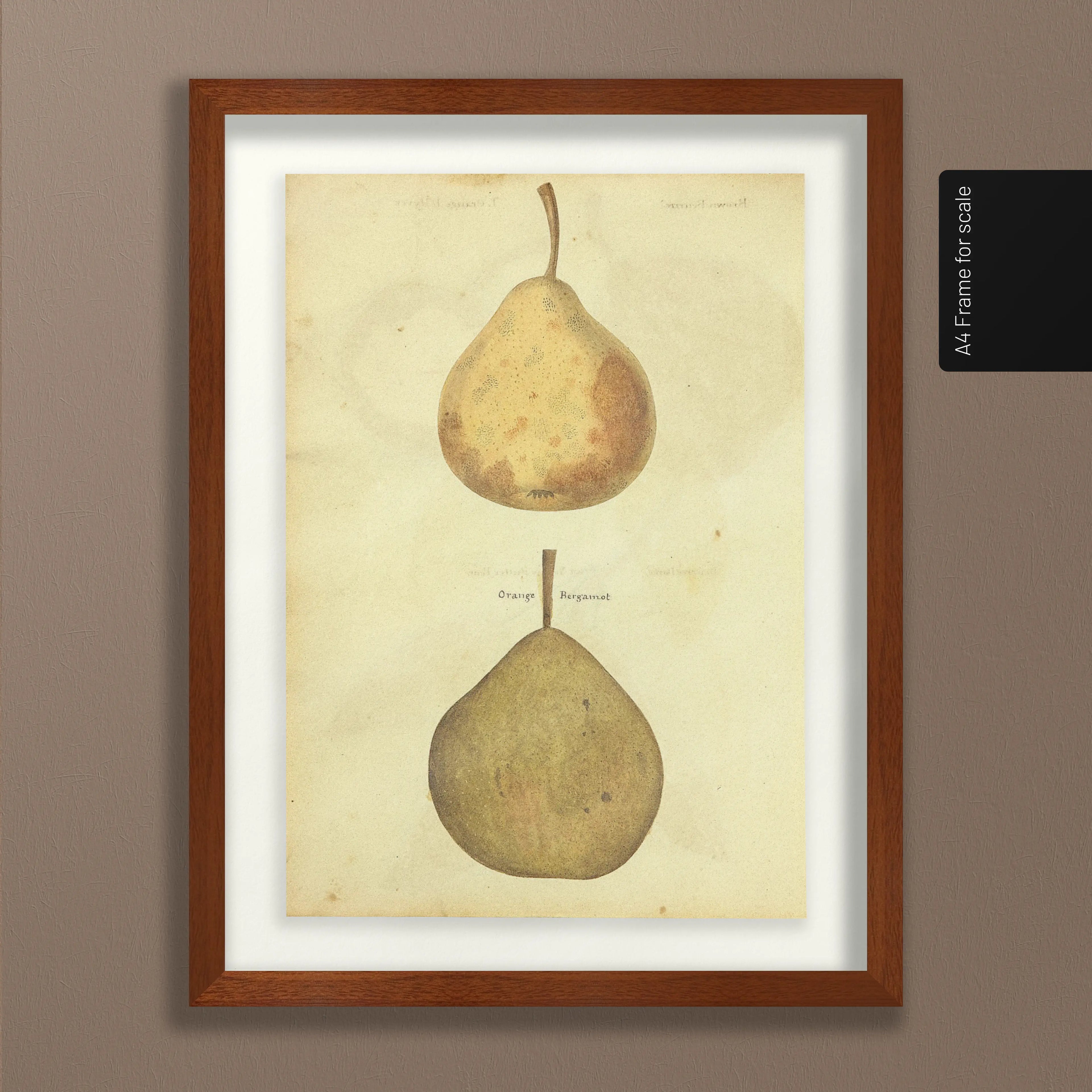 Fruits & Vegetables: Plate No. 08