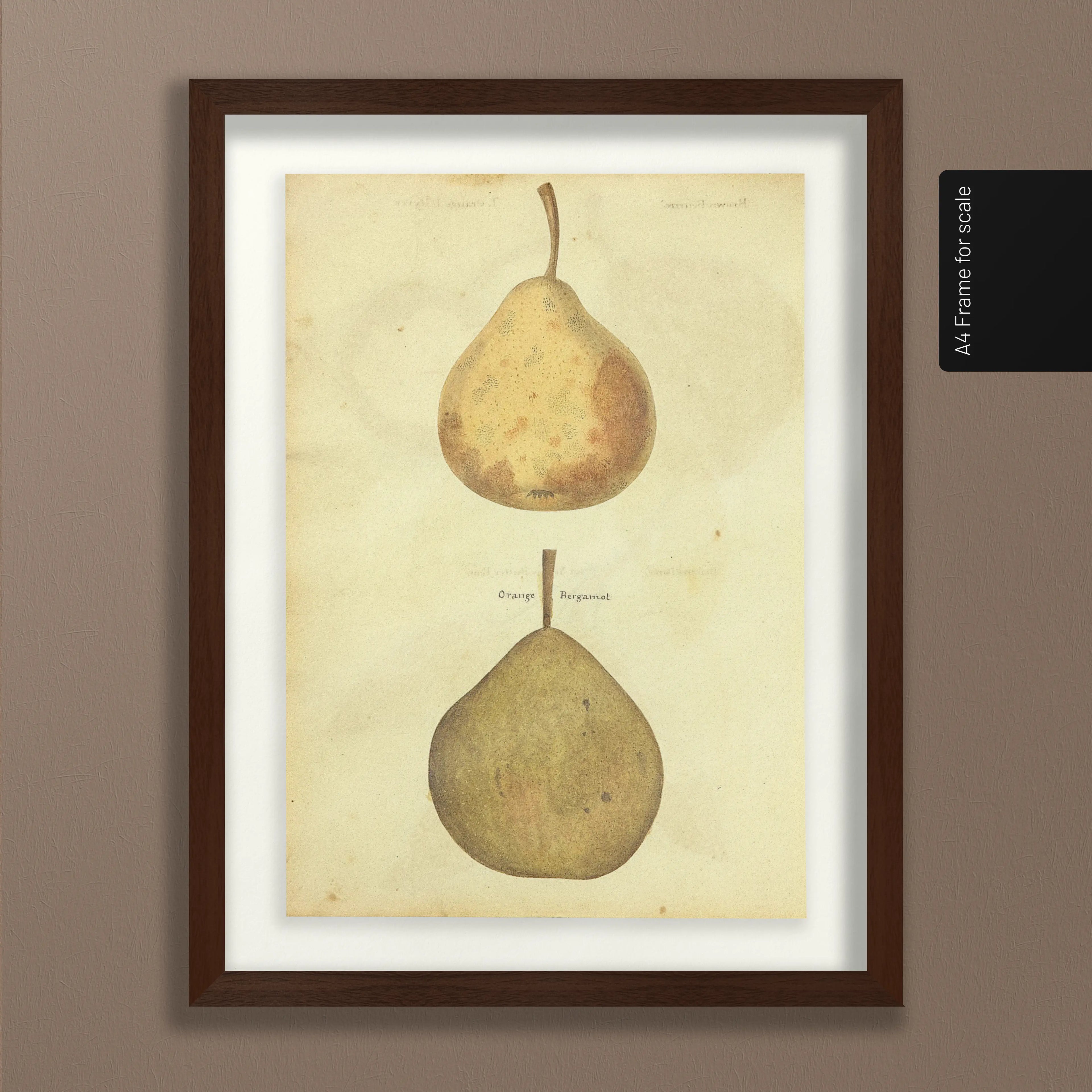 Fruits & Vegetables: Plate No. 08