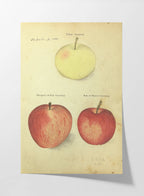 Fruits & Vegetables: Plate No. 09